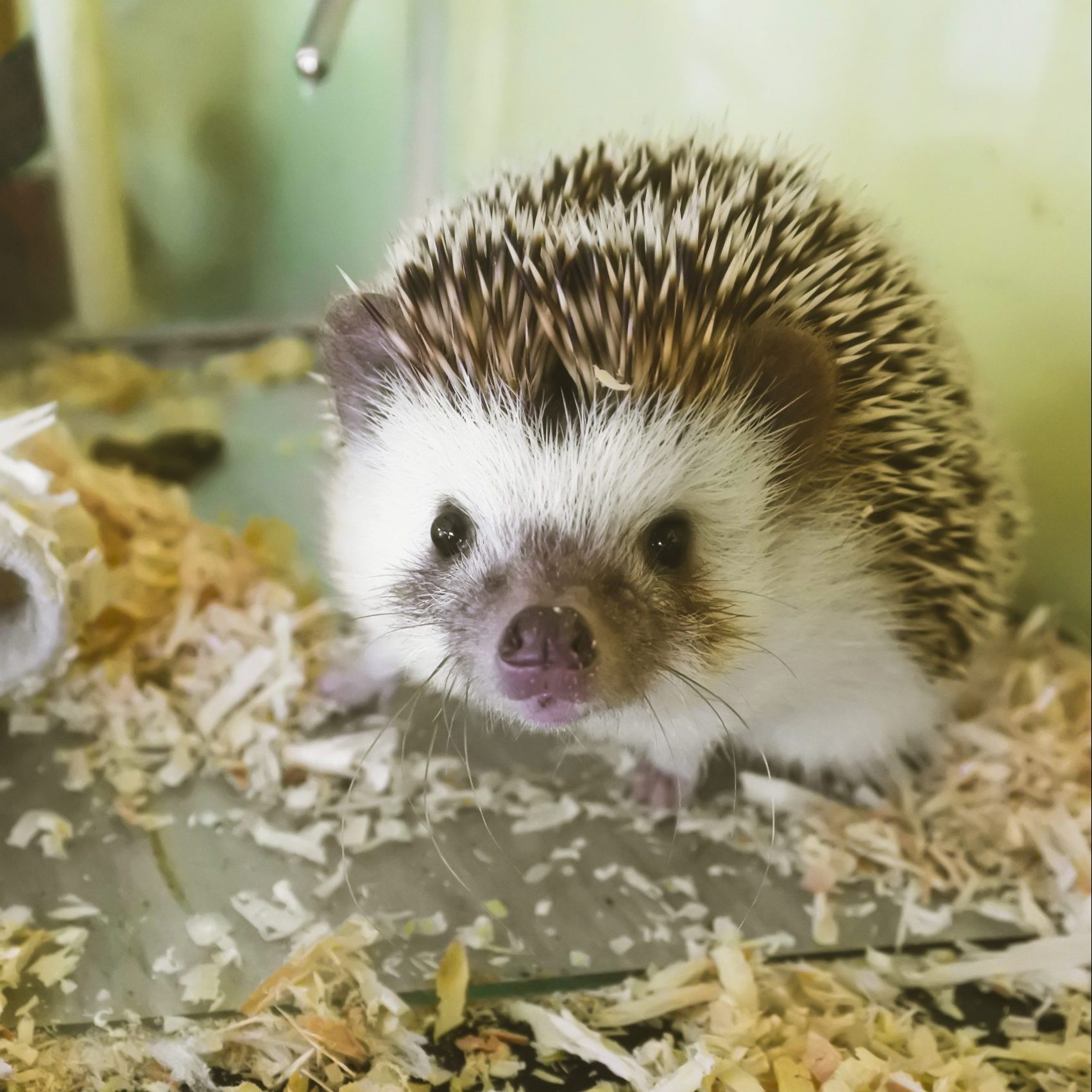 cute mini hedgehog facing the camera