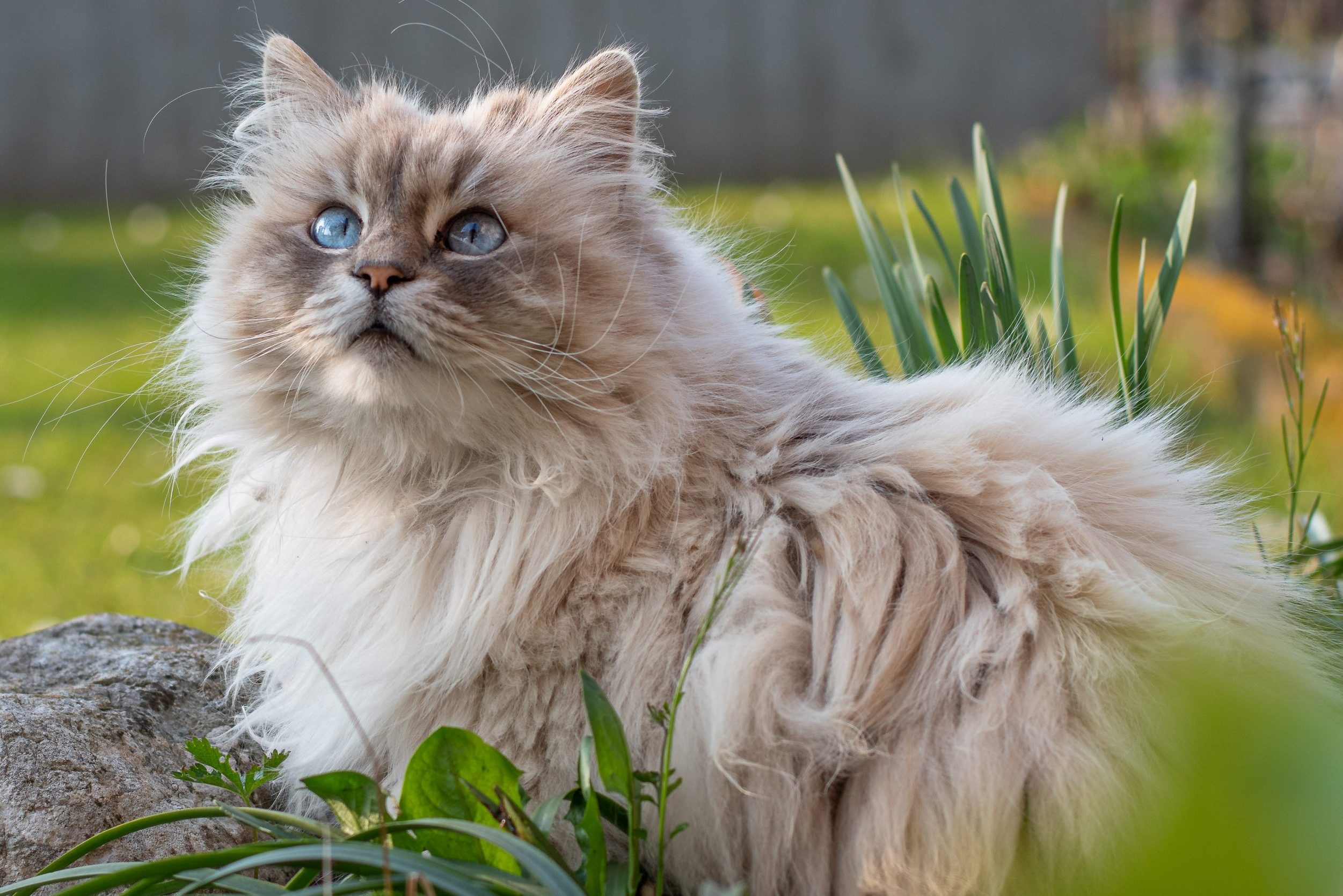 Close-up of cat looking away