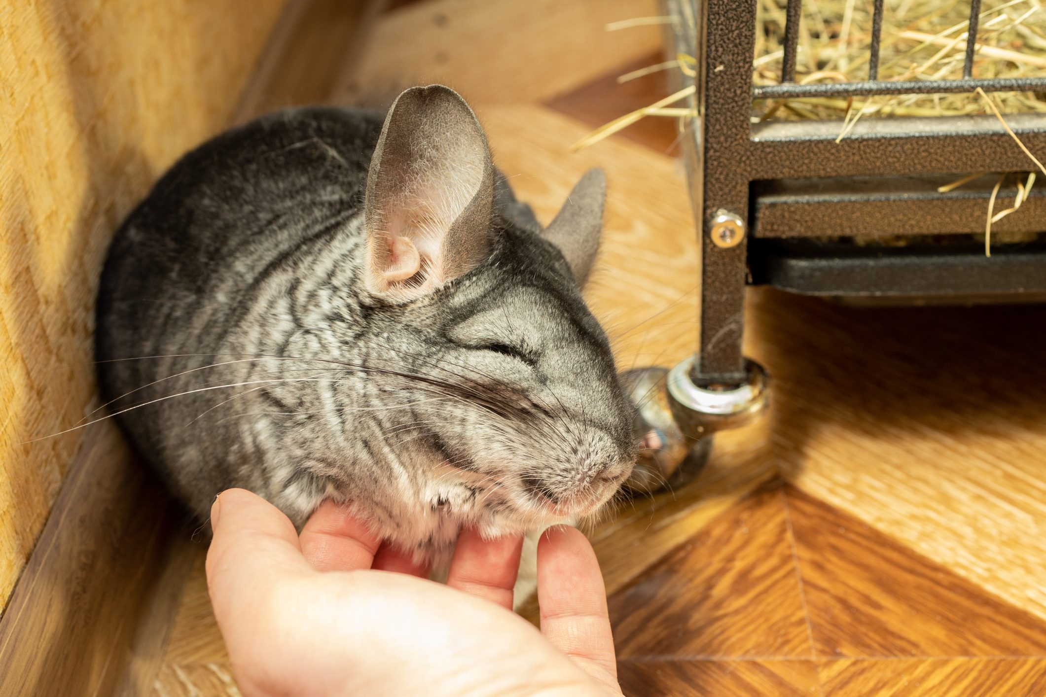 man`s hand touch big fluffy gray chinchilla. close-up portrait.