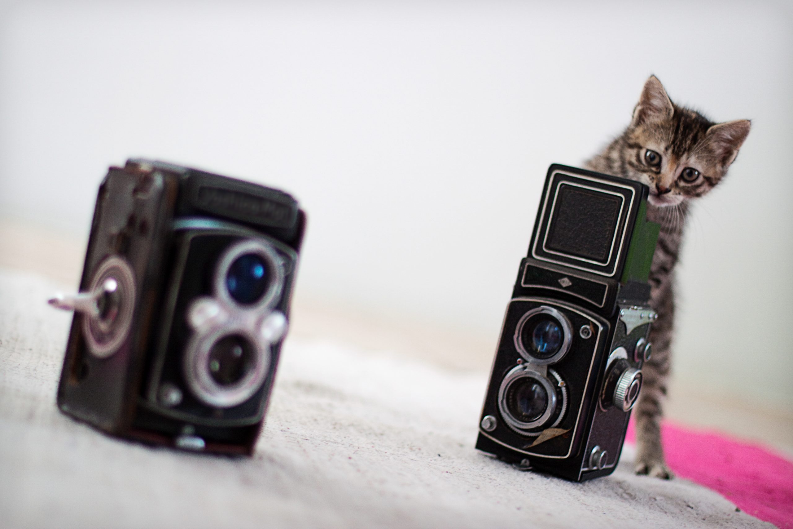 Kitten and vintage camera