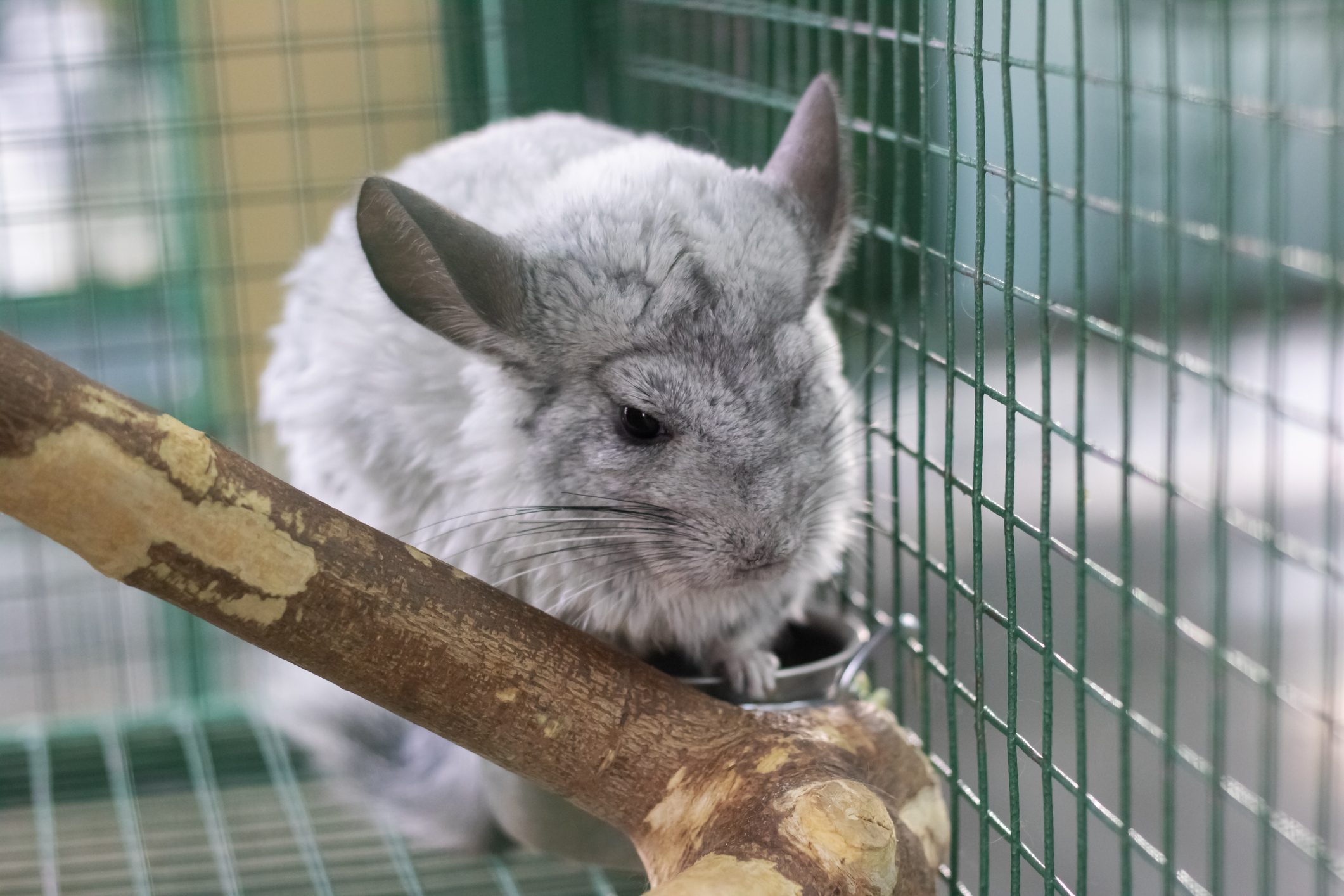 Gray chinchilla sitting on a branch close up