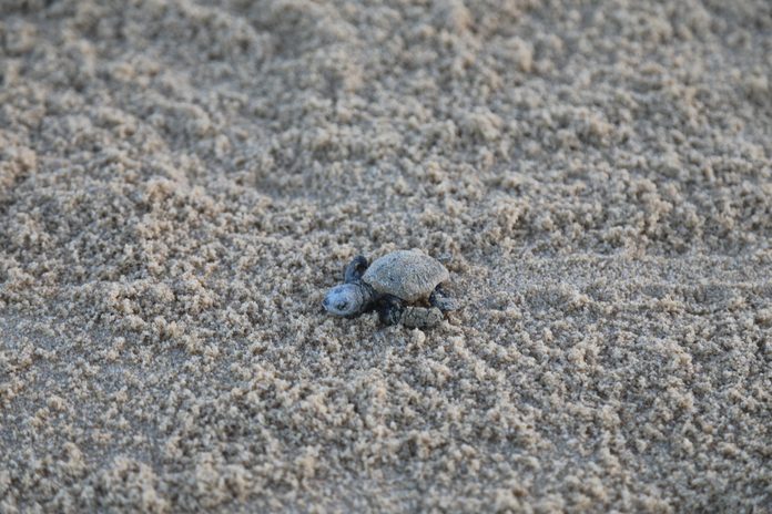 An endangered loggerhead hatchling at the beach
