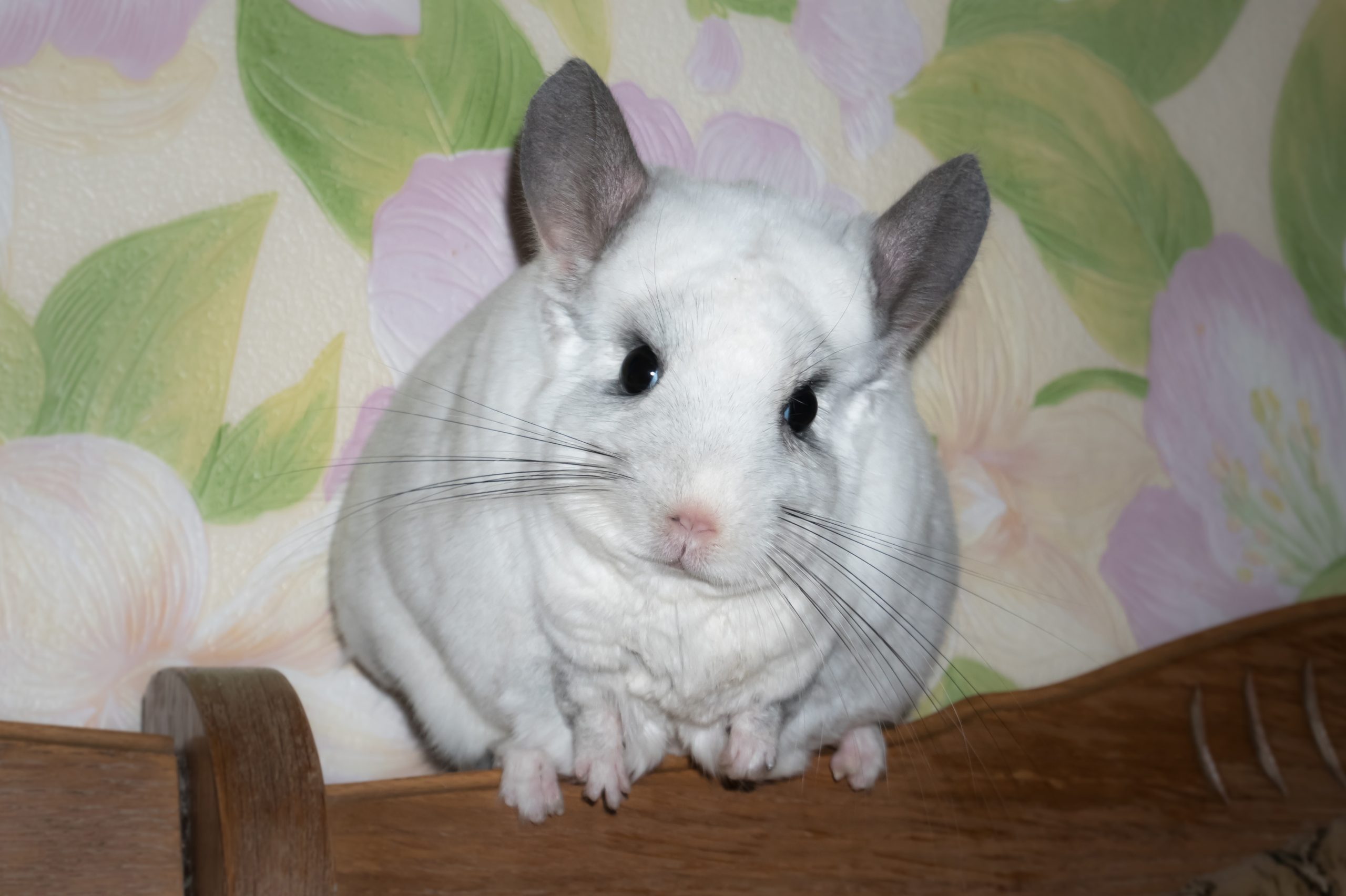 White chinchilla is sitting near the window. Cute home pet.