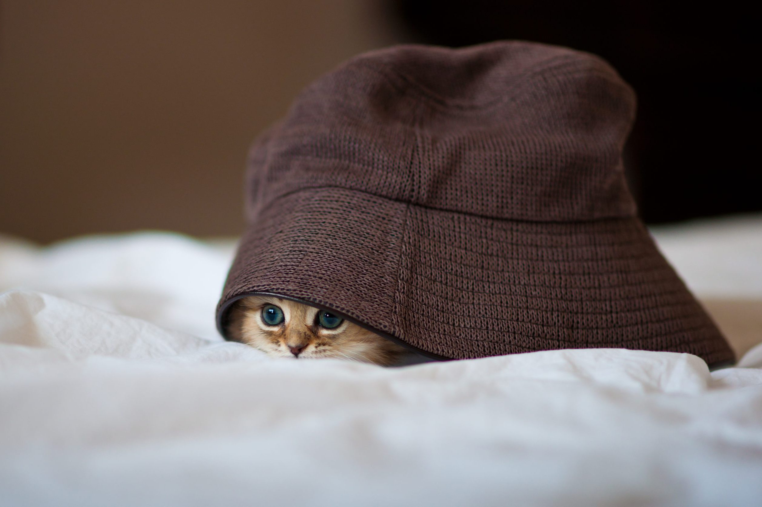 Kitten under brown hat