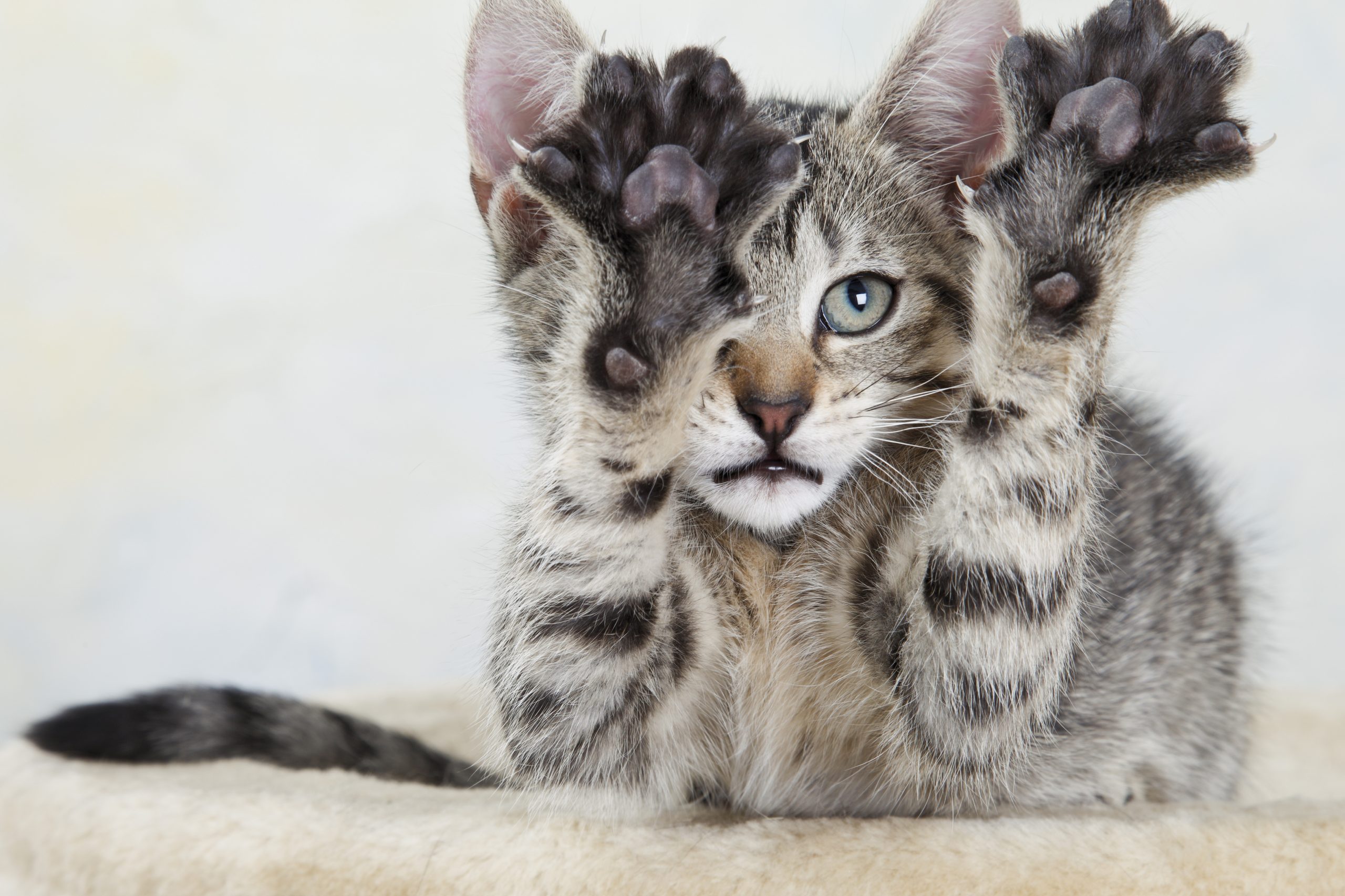 Domestic cat, kitten stretching out paw, portrait, close-up