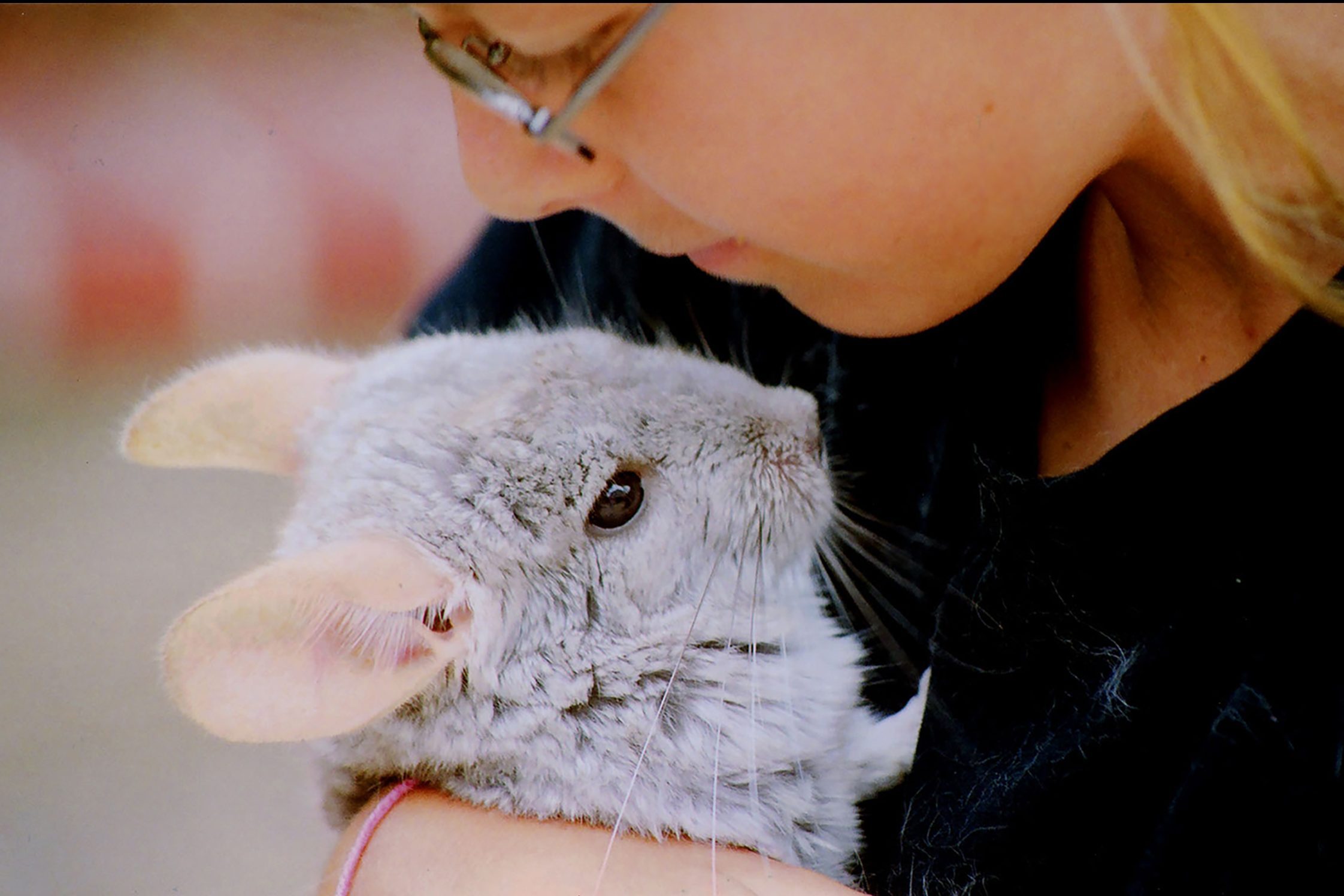 Young girl holding gray chinchilla