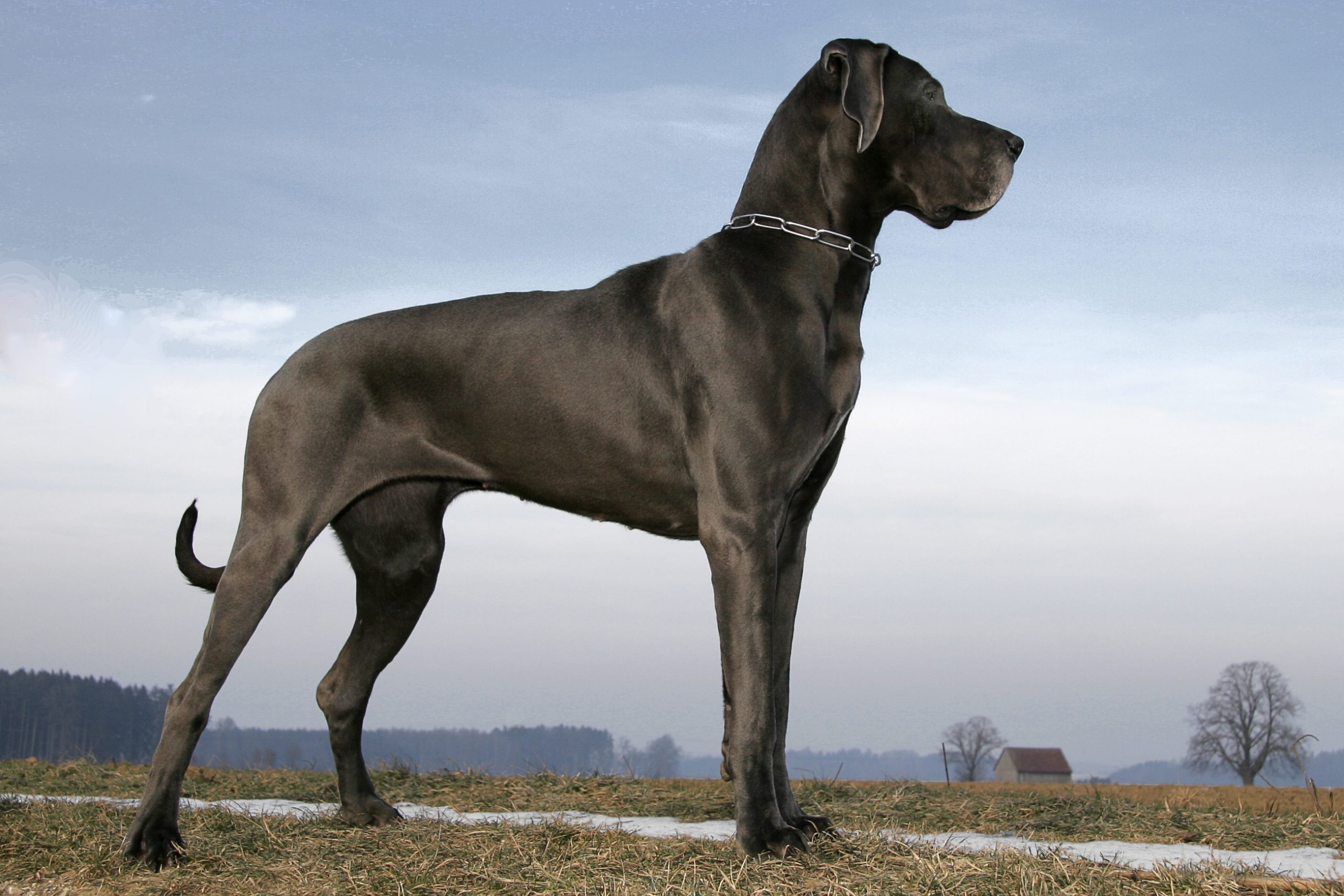 Great dane - Deutsche Dogge