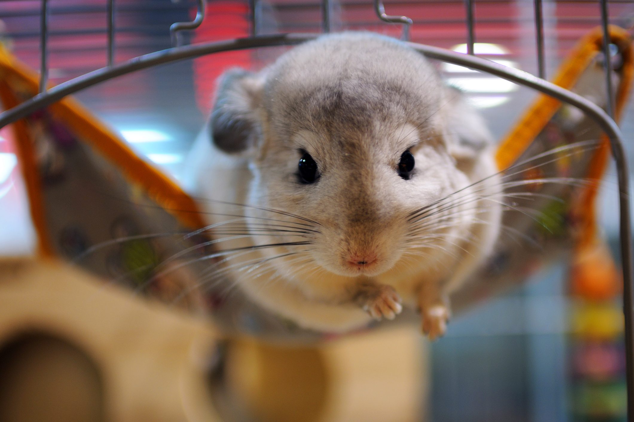 Cute Pet Chinchilla - XLarge