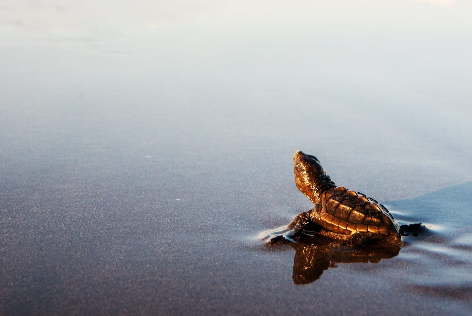 Newly hatched turtle entering the surf in Costa Rica