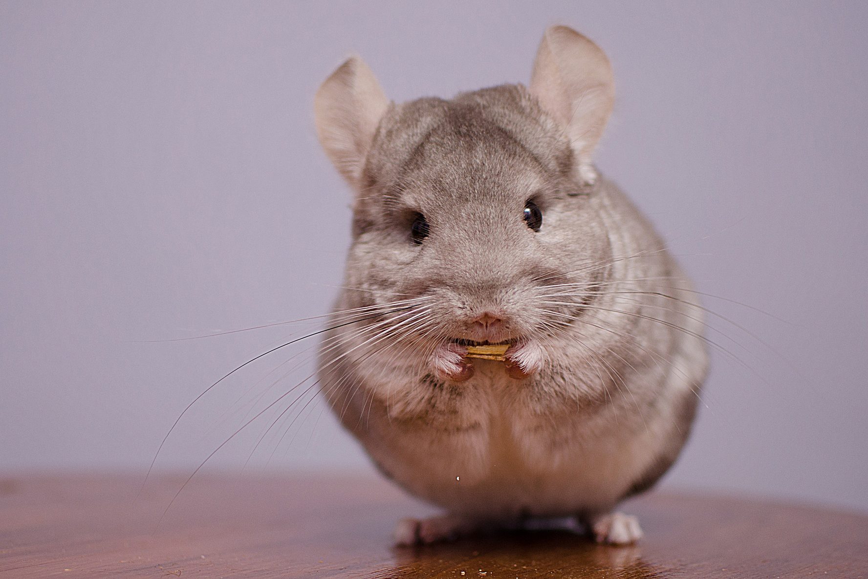 Chinchilla eating its food