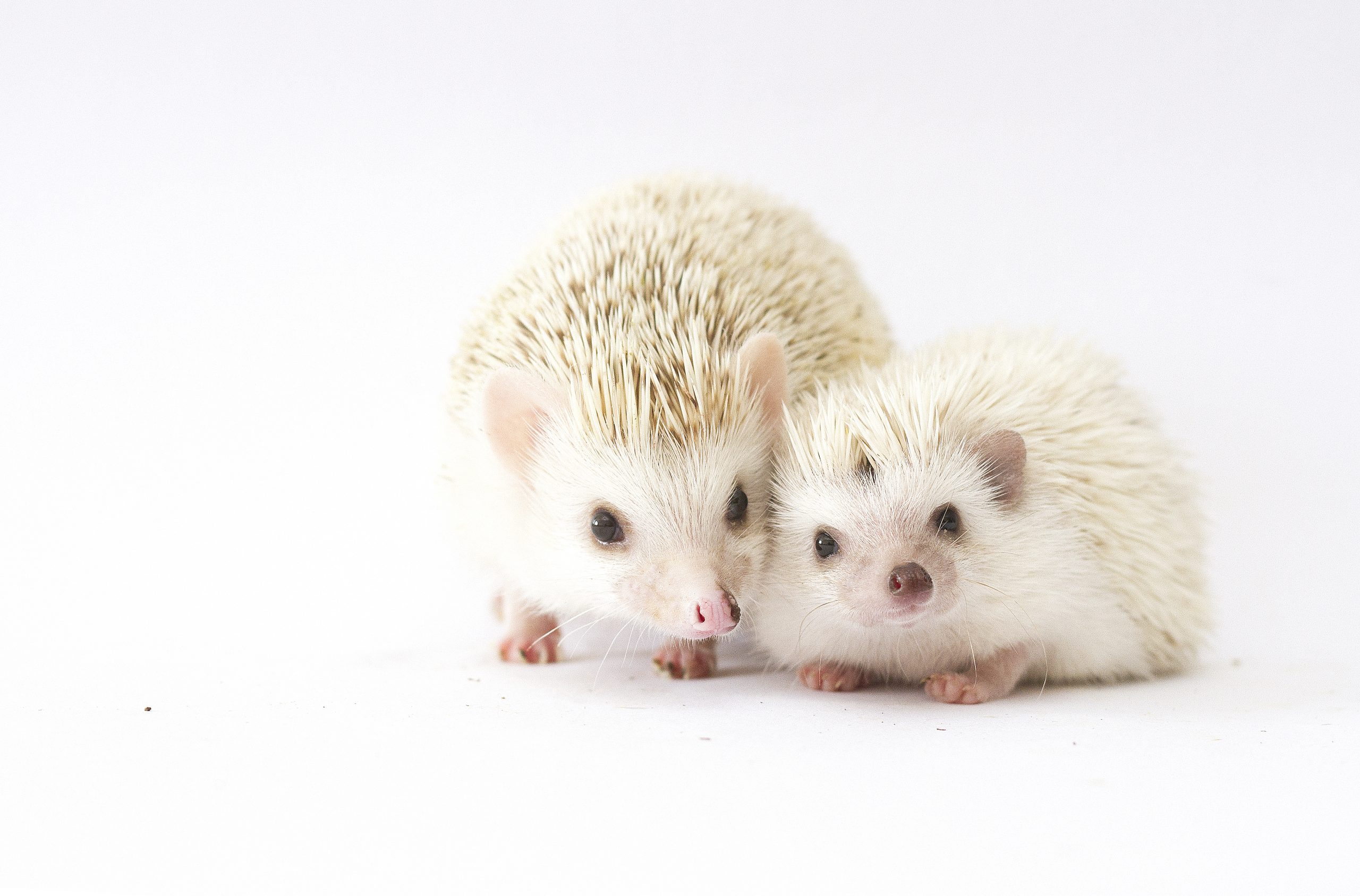 cute mother hedgehog with lovely young hoglet