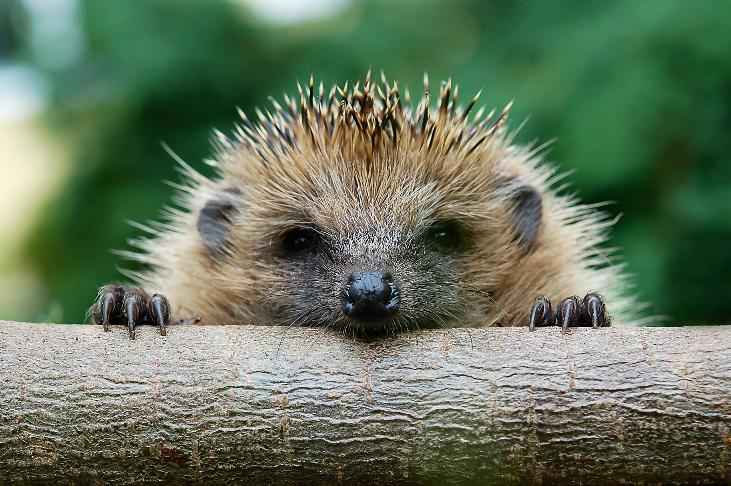 The European hedgehog (Erinaceus europaeus)