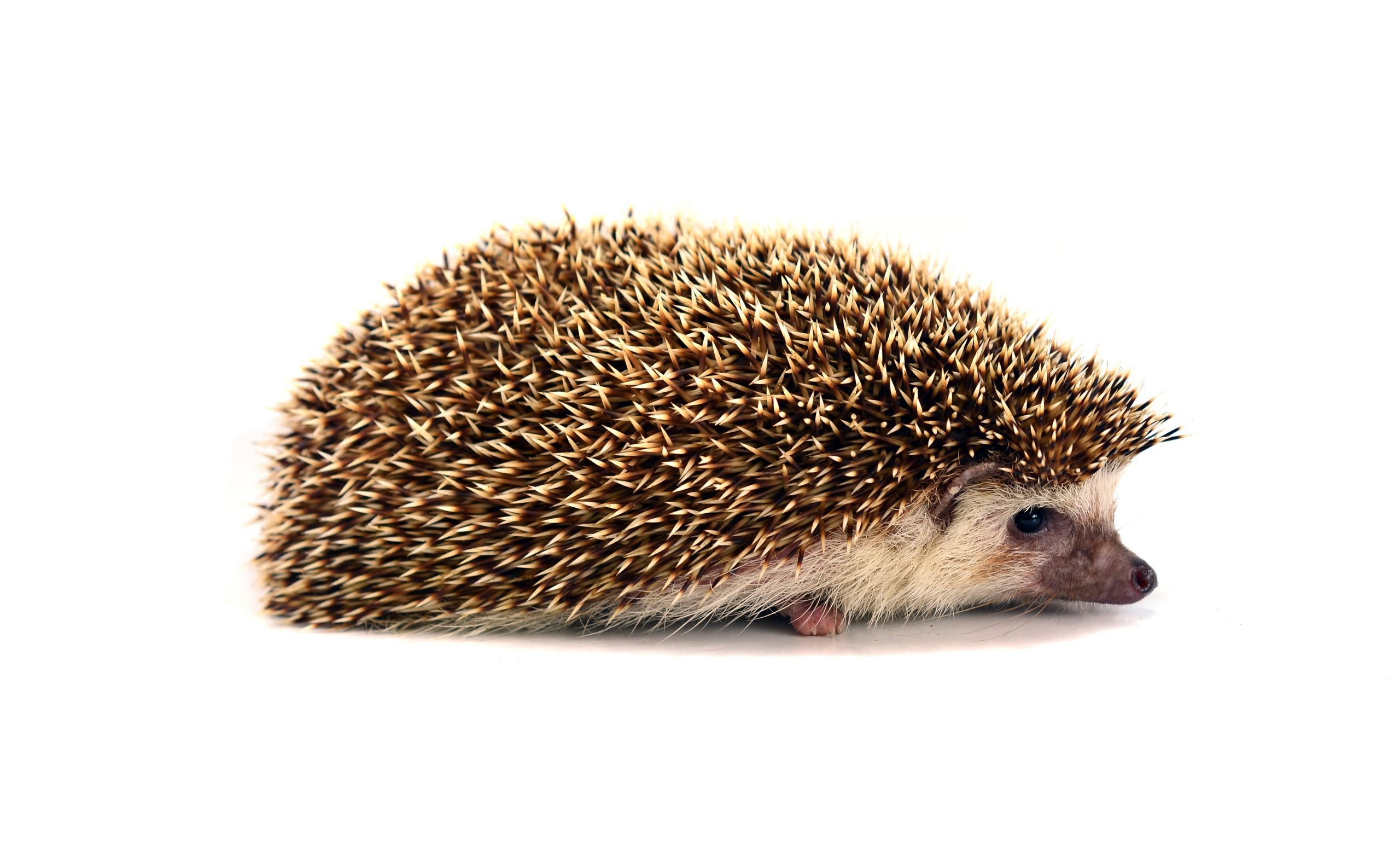 Hedgehog isolate on white background