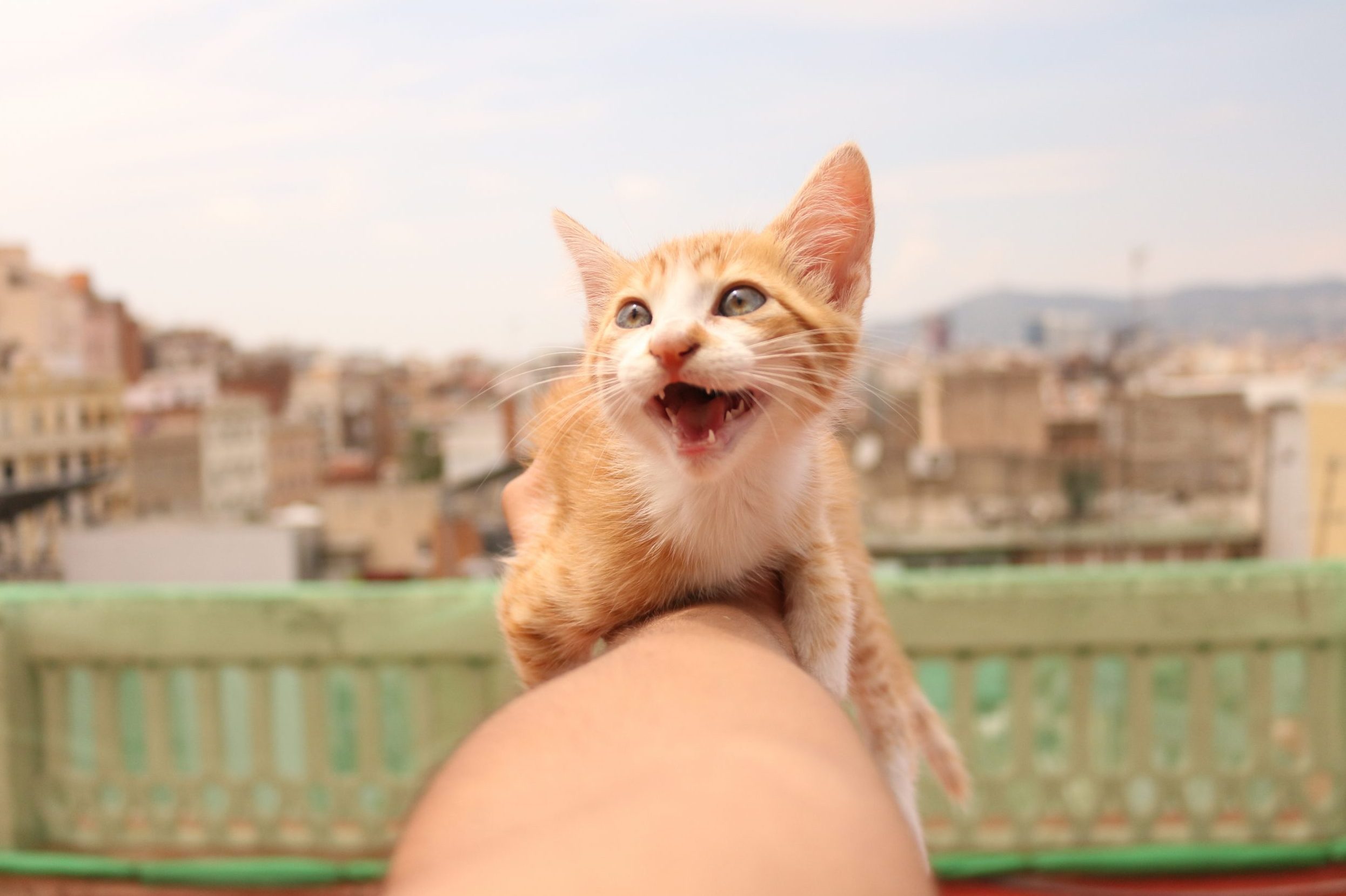 View Of Man Holding Kitten