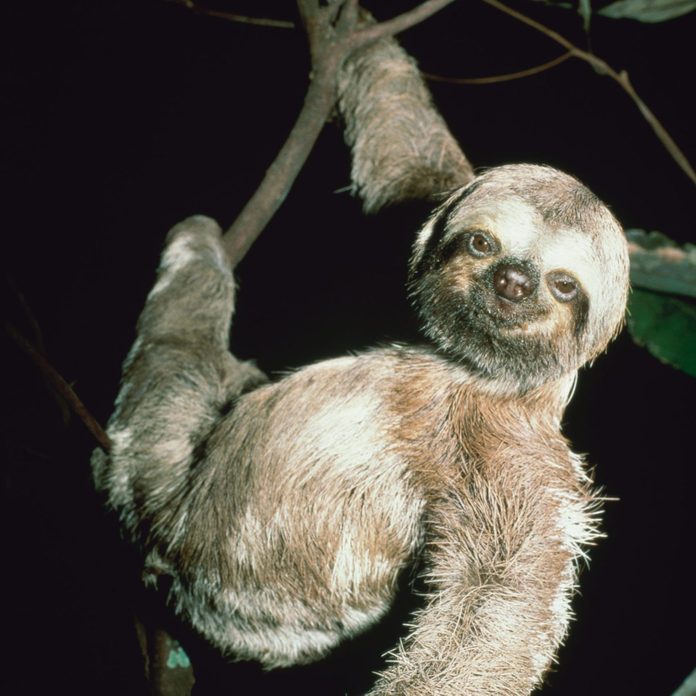 Three toed sloth