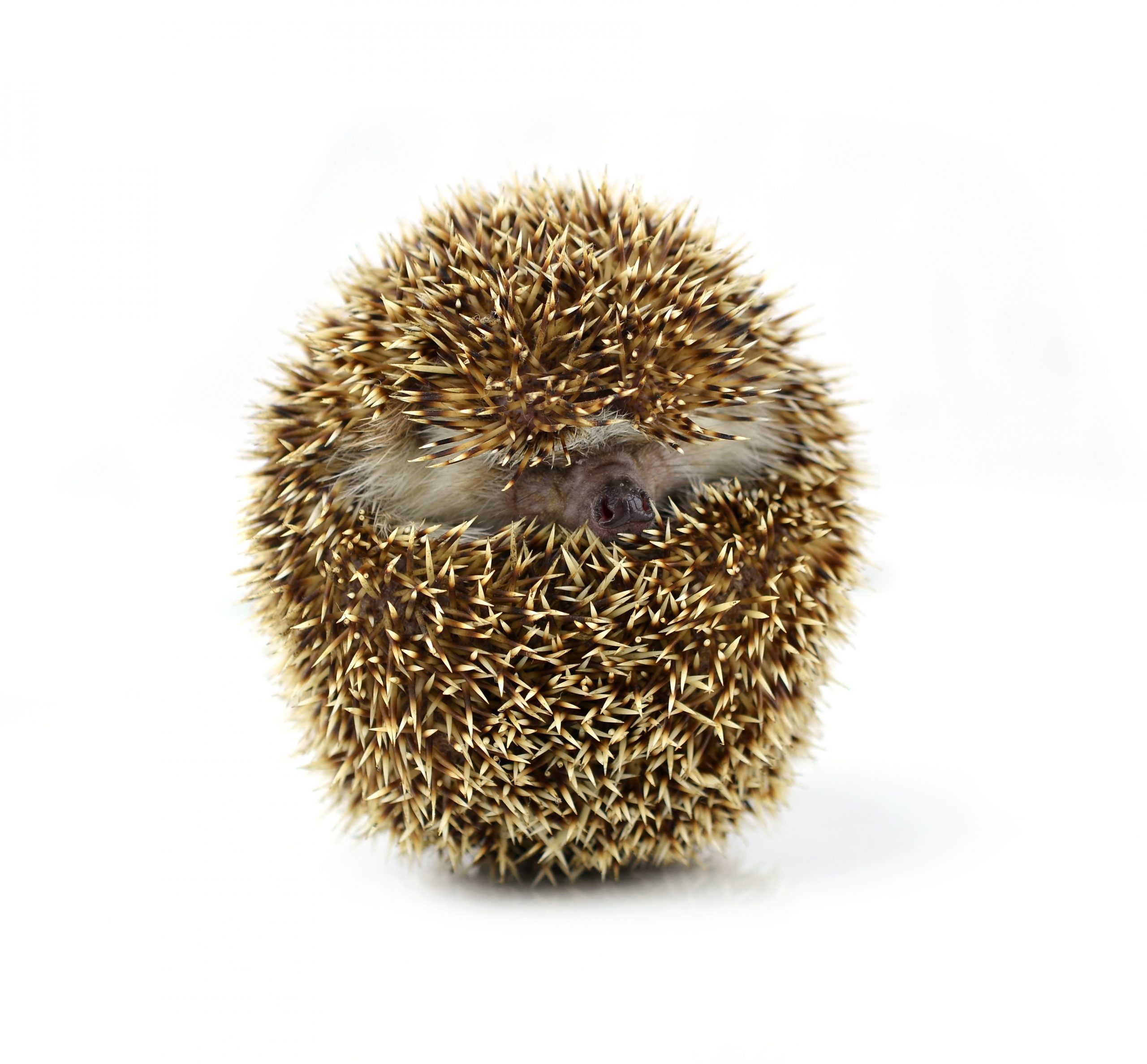 Hedgehog isolate on white background