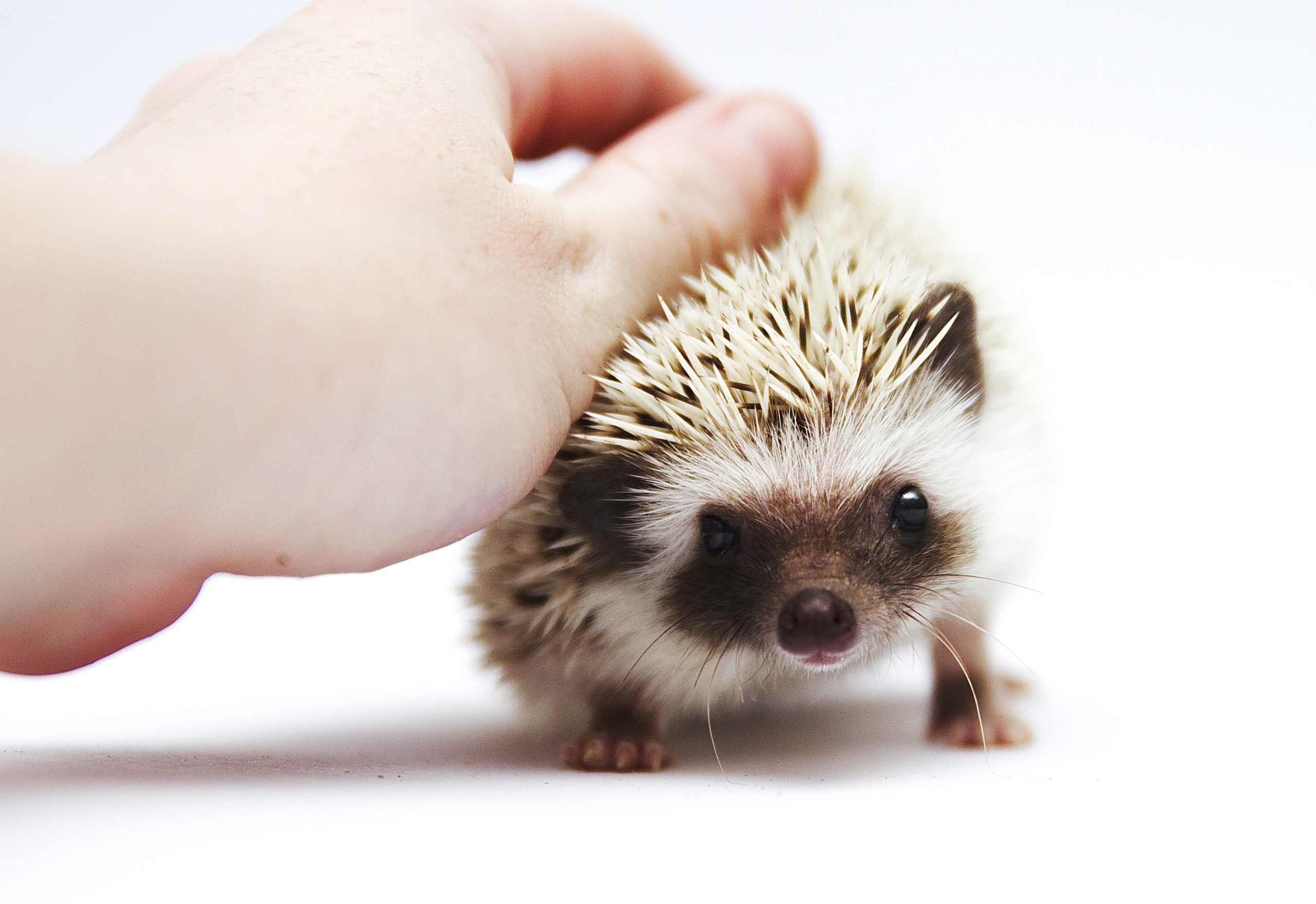 Young woman stroking a hedgehog. Cuddling and care