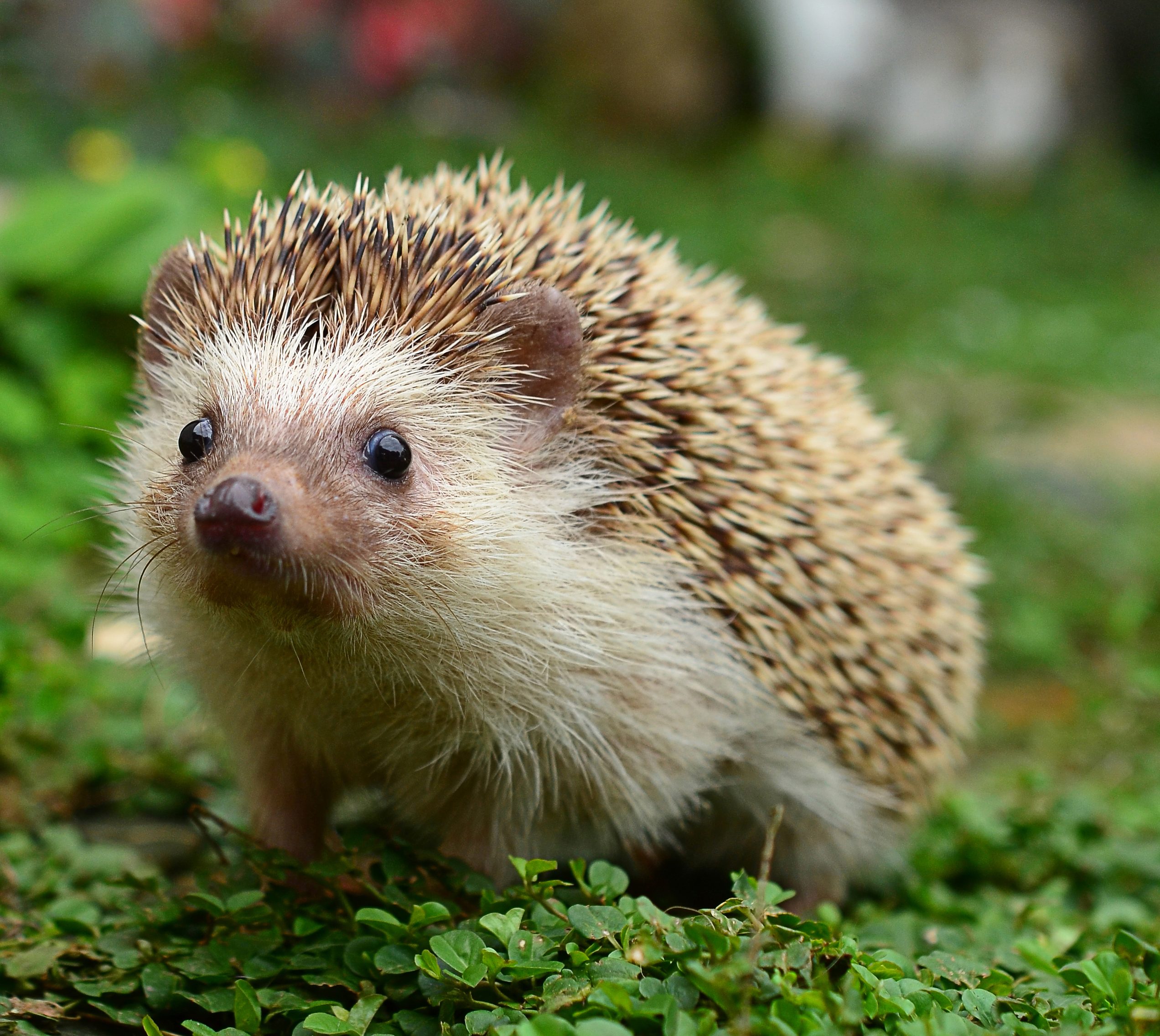 Hedgehog