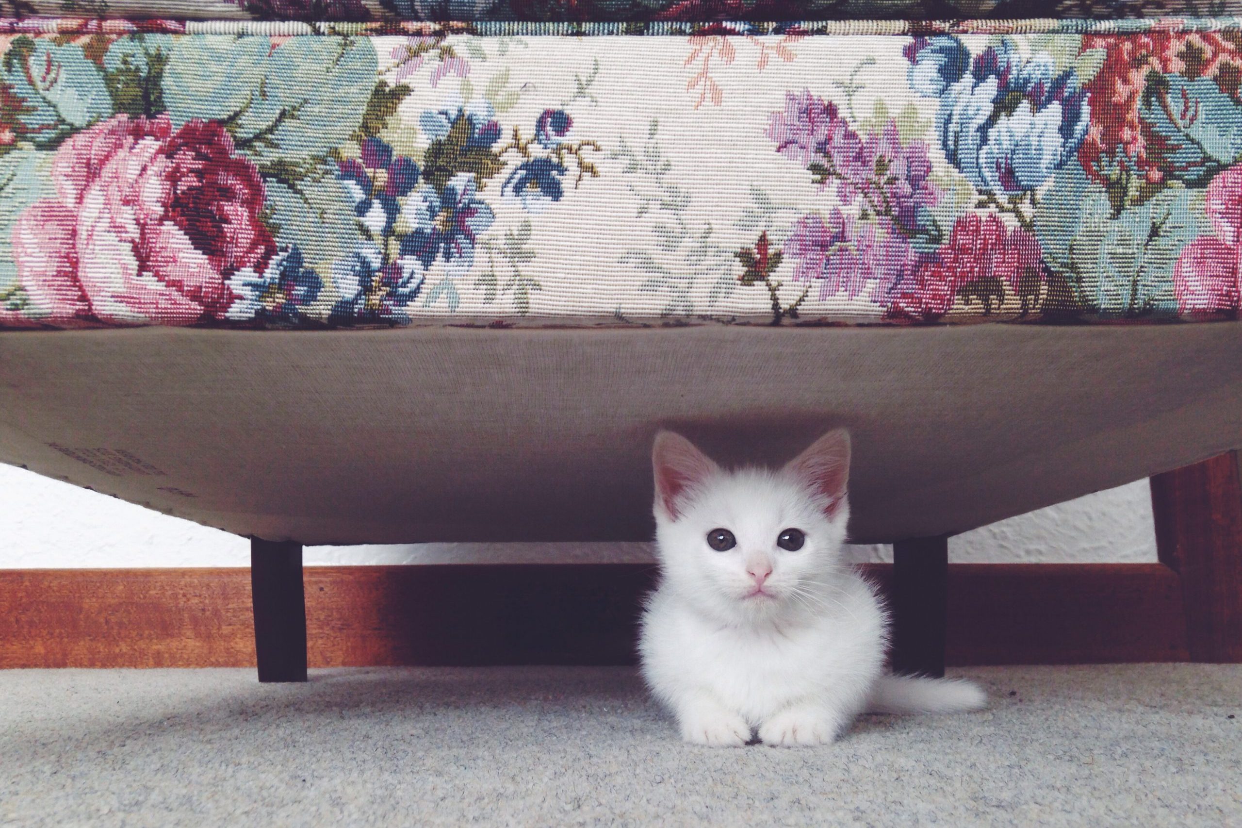 Small white kitten hiding beneath a floral couch