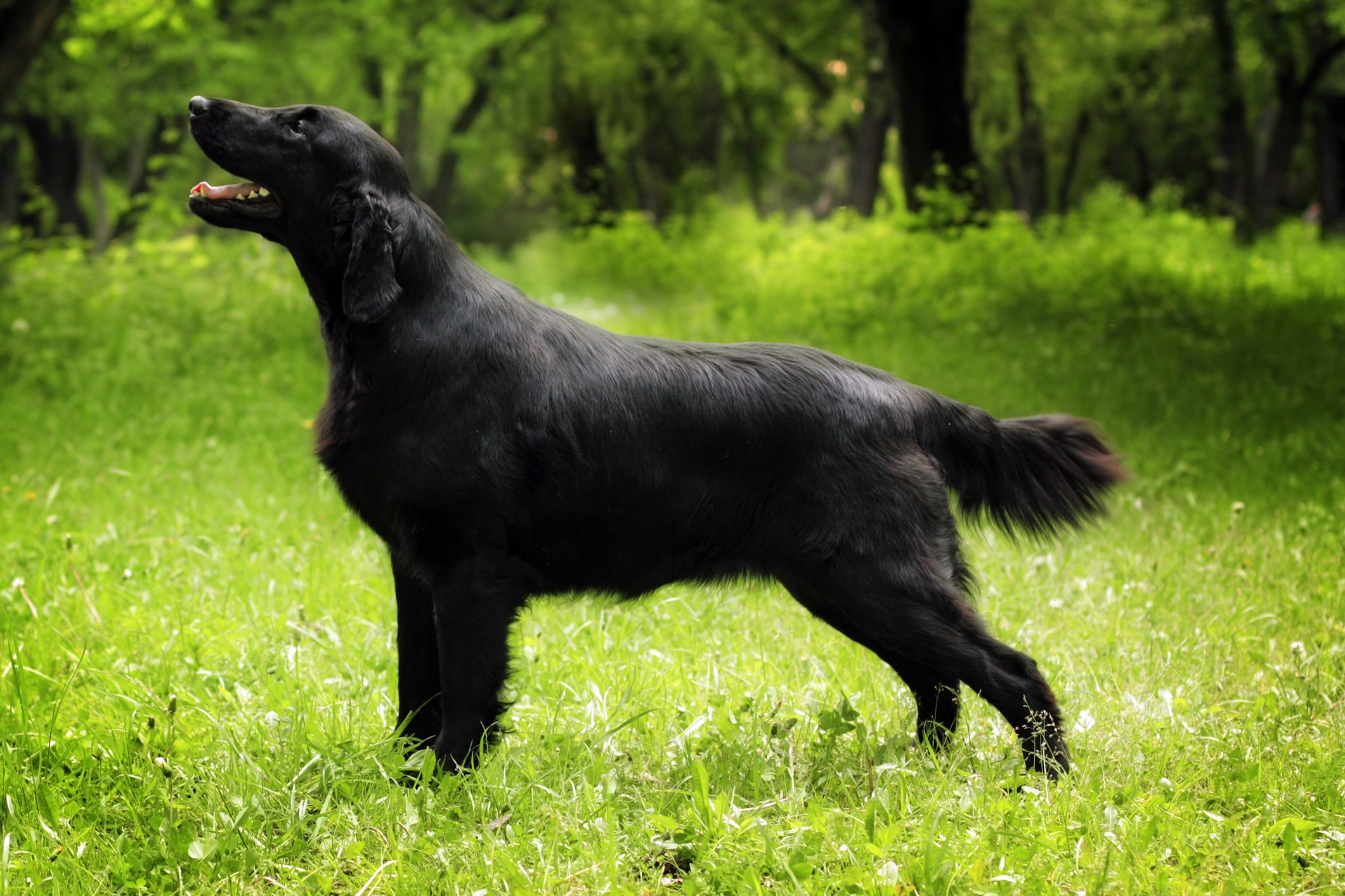 purebred black dog flat-coated Retriever standing in the show po