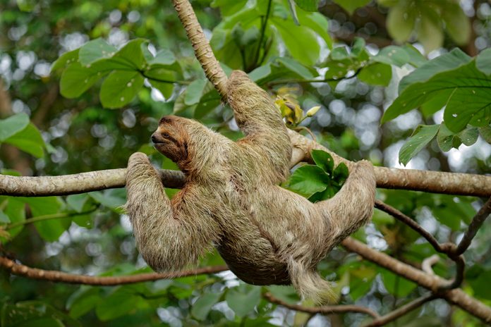 Female Three-toed Sloth