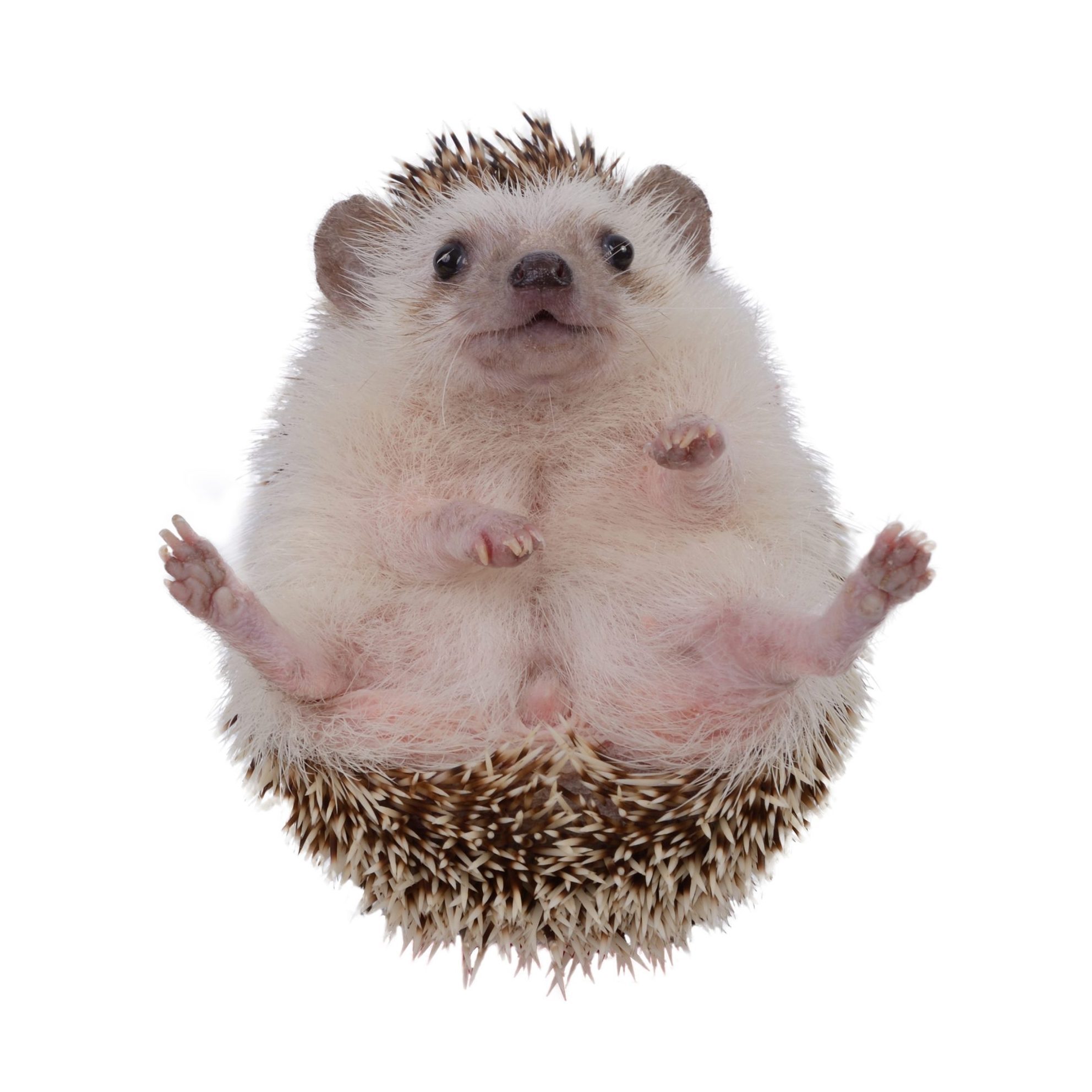 Small hedgehog upturned .