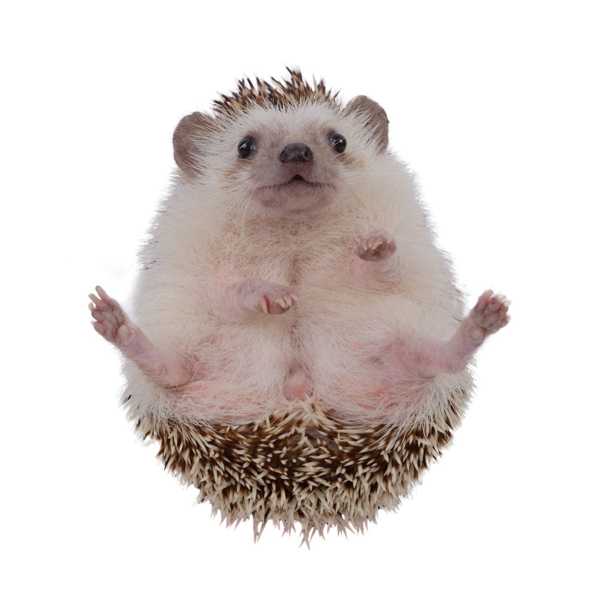 Small hedgehog upturned .