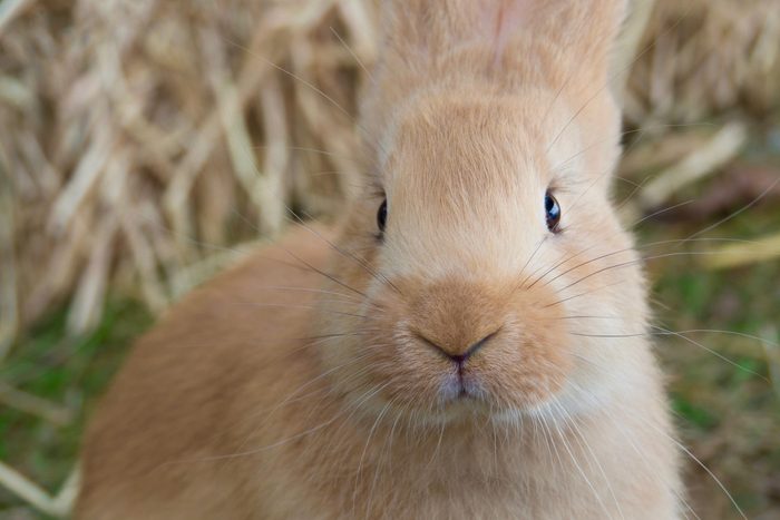 Portrait of Baby Flemish Giant Rabbit
