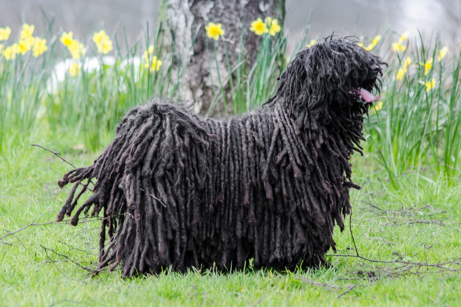 Puli Standing On Grassy Field