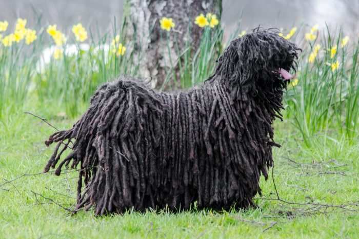 Puli Standing On Grassy Field