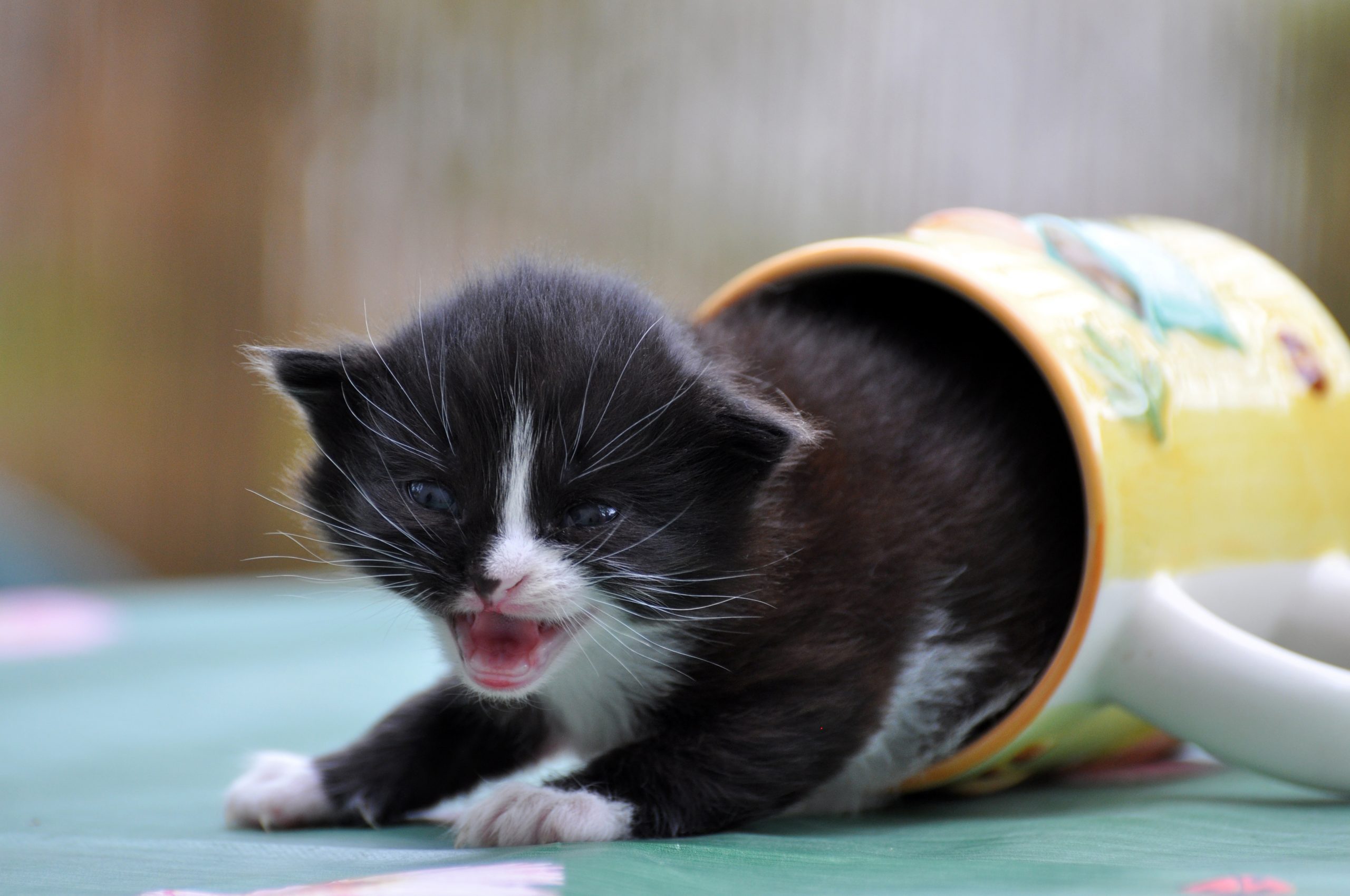 Little kitten out of the cup of tea.