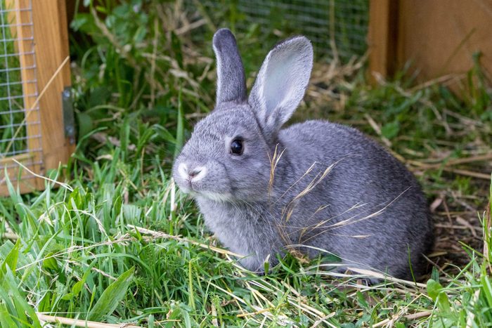 gray rabbit