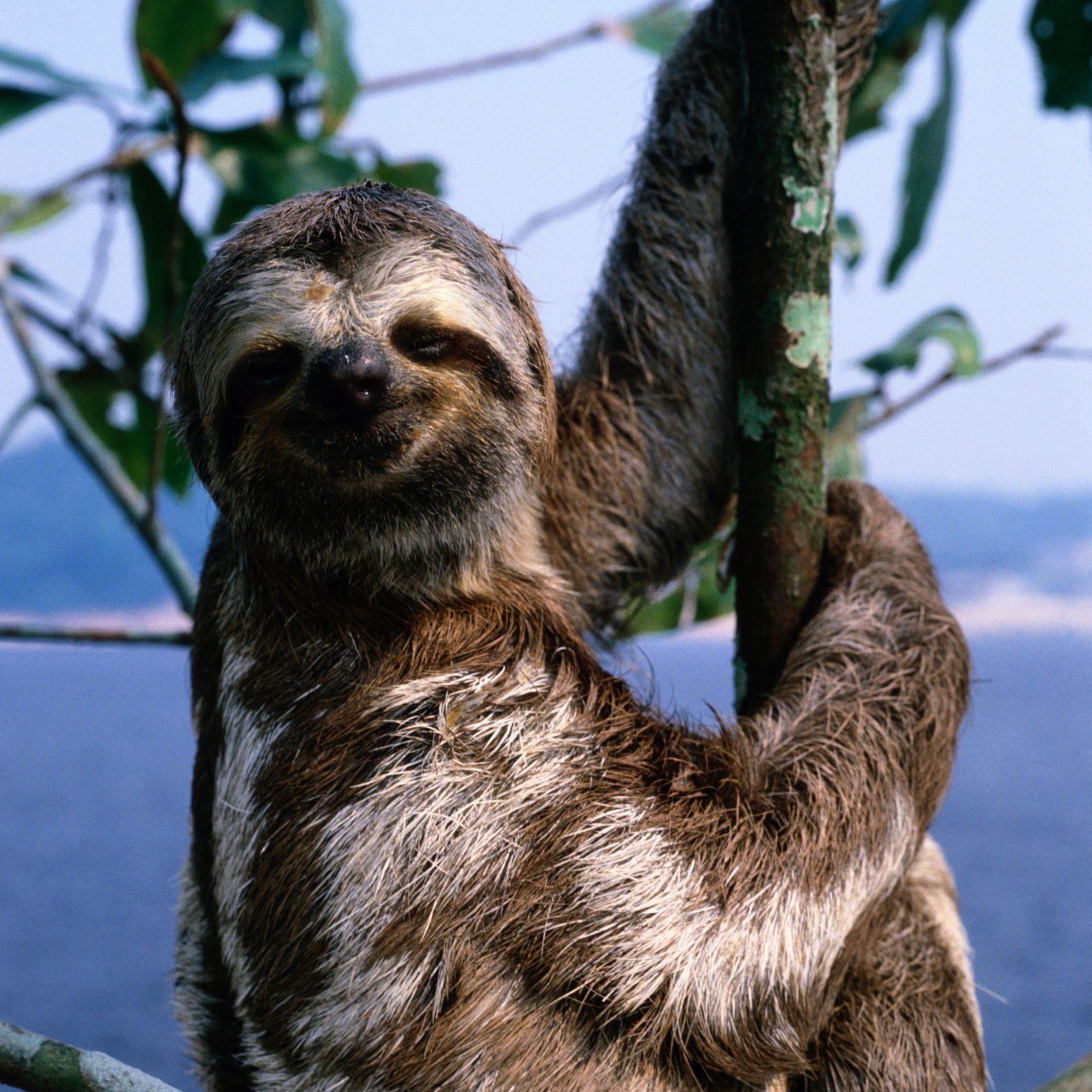 Three-toed sloth (Bradypus tridactylus) Amazon River, Brazil