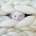 33 Cute Ferret Pictures That Will Make You Smileâ€‹