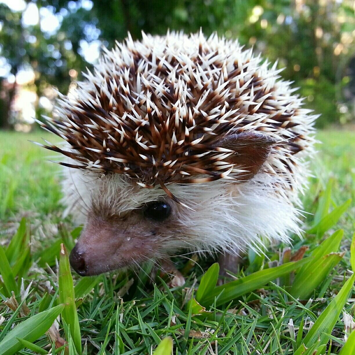 Close Up Of Animal On Grass