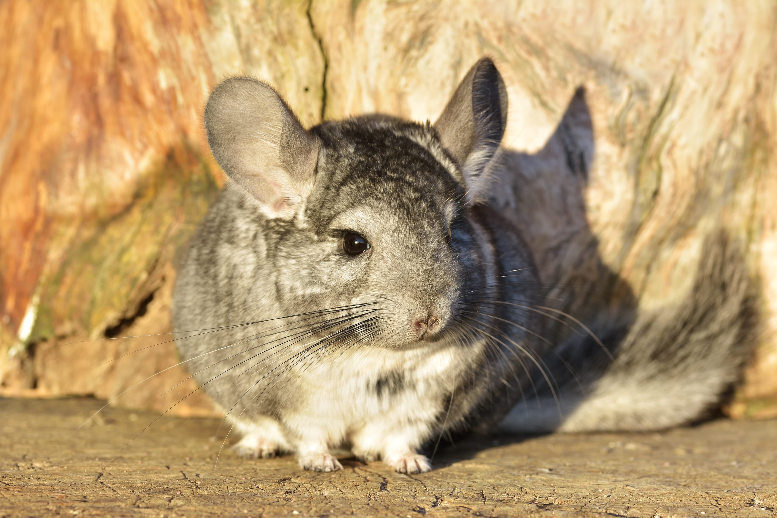 Gray Chinchilla on a wood background outdoor