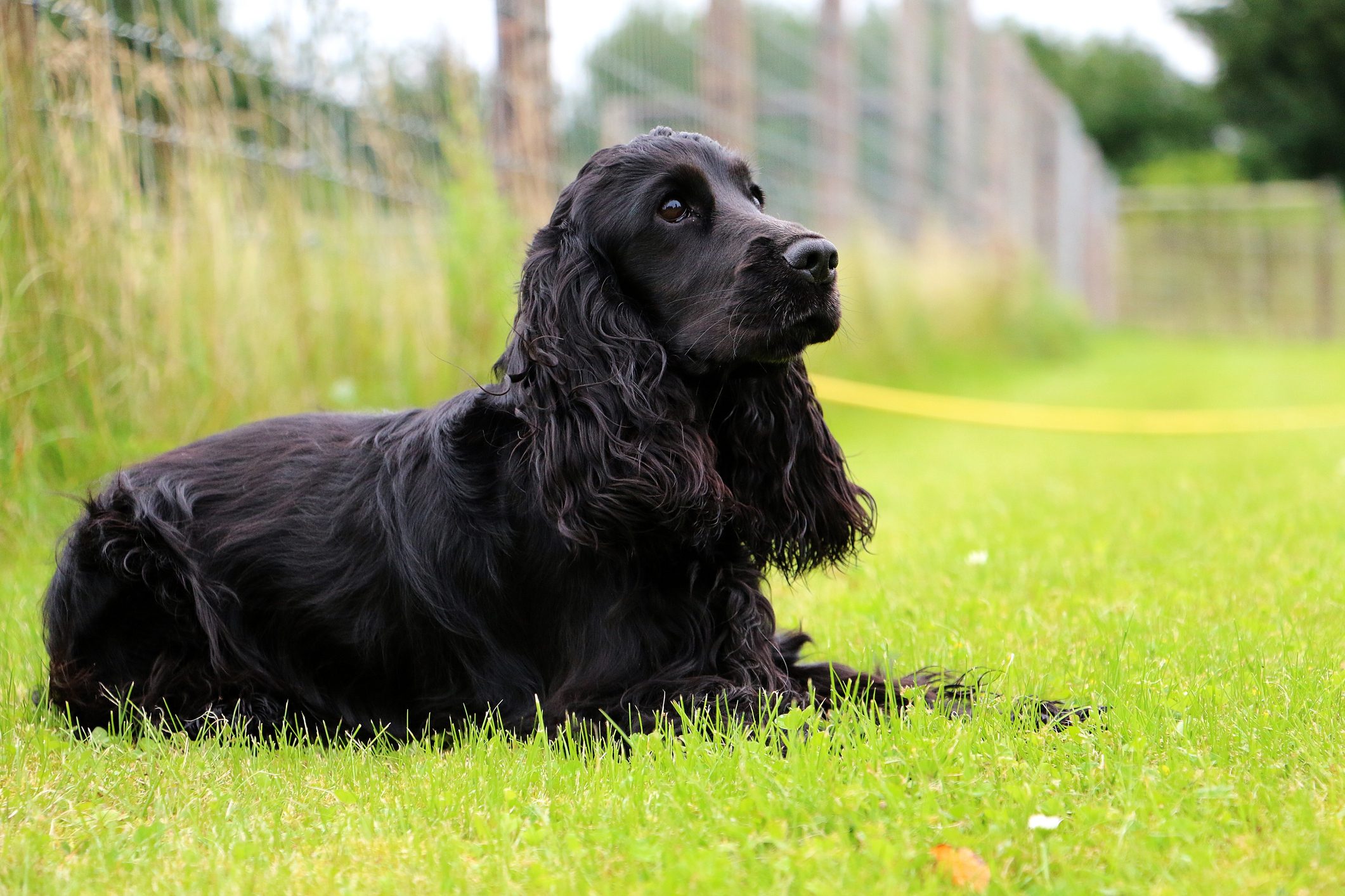 cocker spaniel sitting on grass