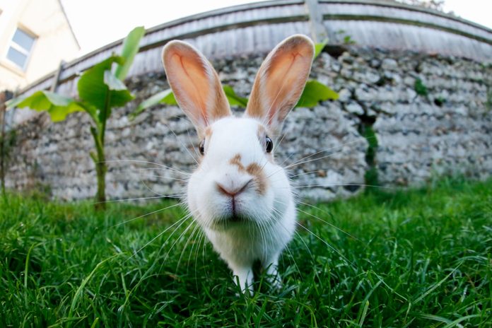 Close up of pet rabbit looking straight at camera