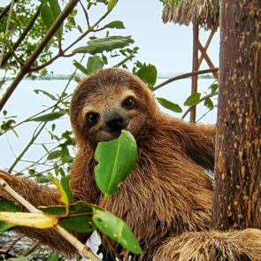 Baby sloth eating mangrove leaf