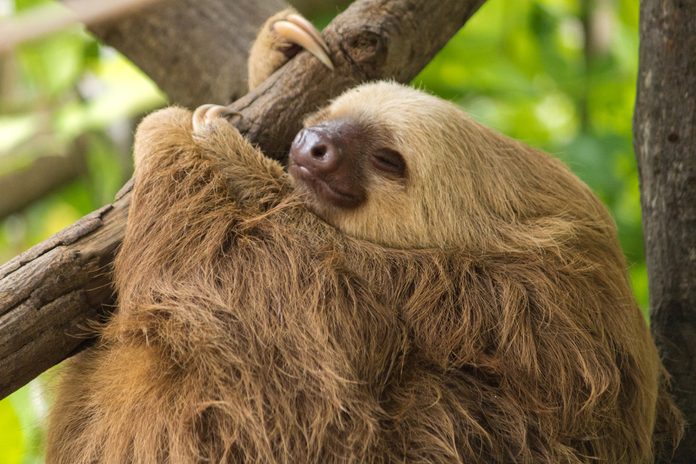 Sleeping Sloth