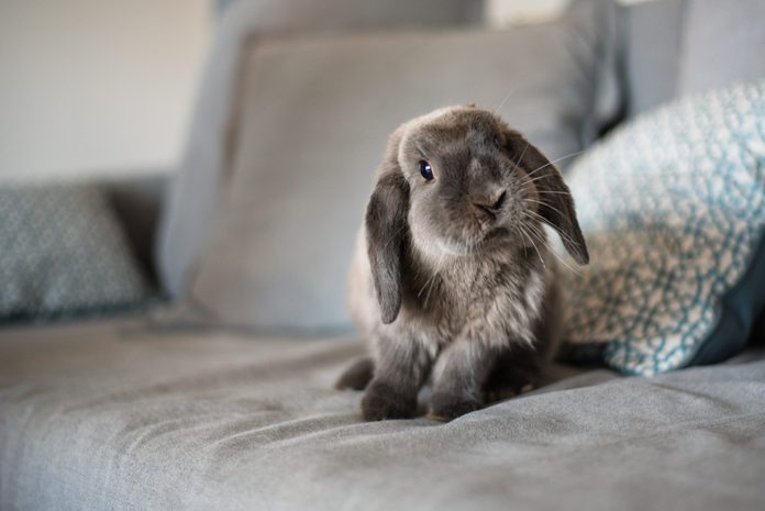 CUTE BUNNY ON THE SOFA