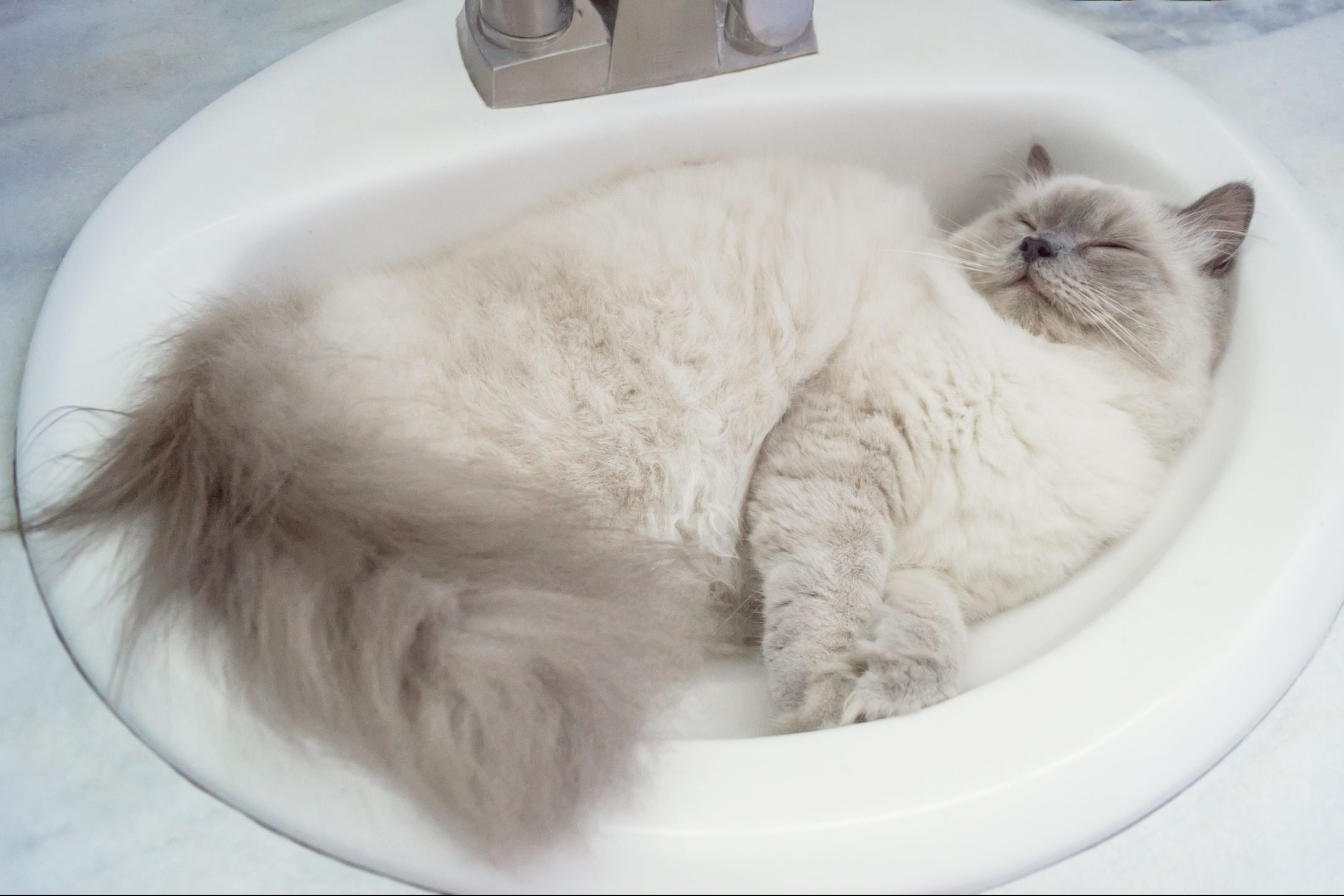 Cat Sleping In Sink At Home