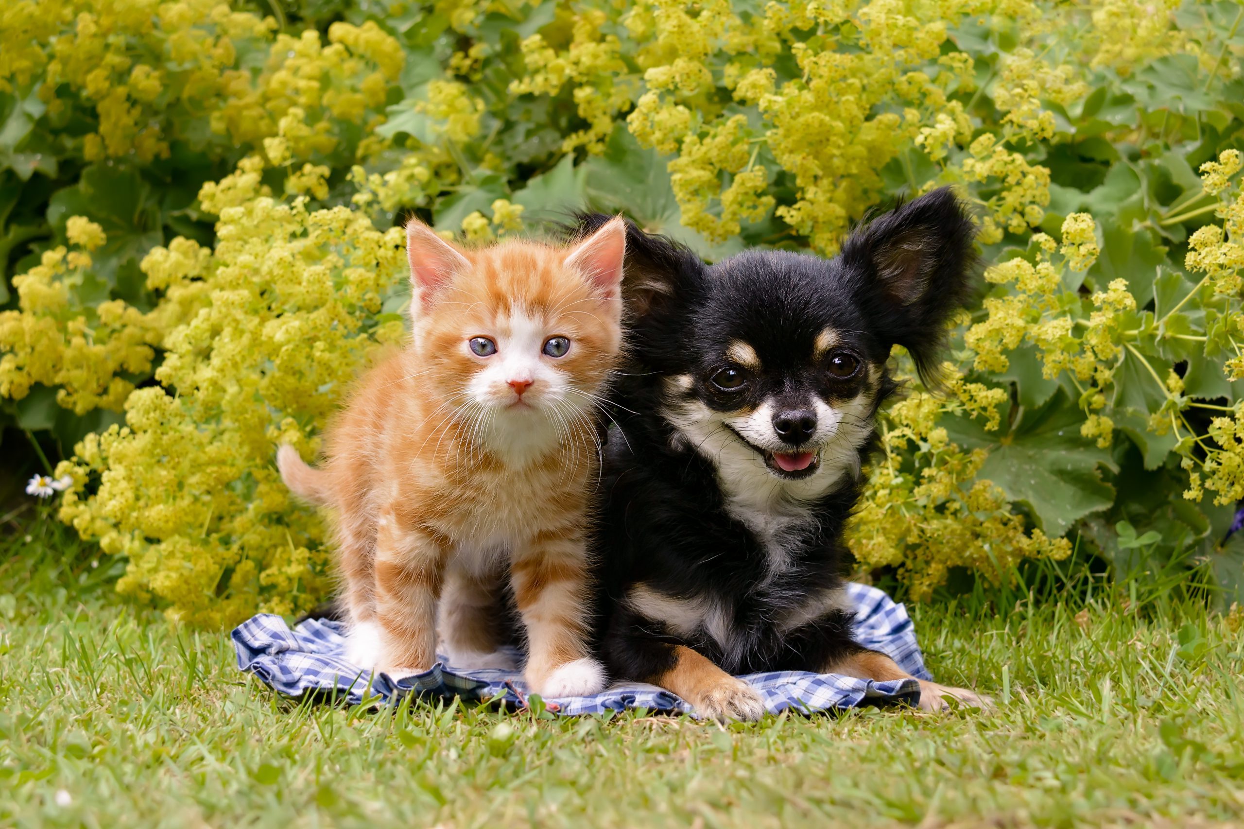 Portrait Of Kitten And Puppy On Grassy Field At Public Park