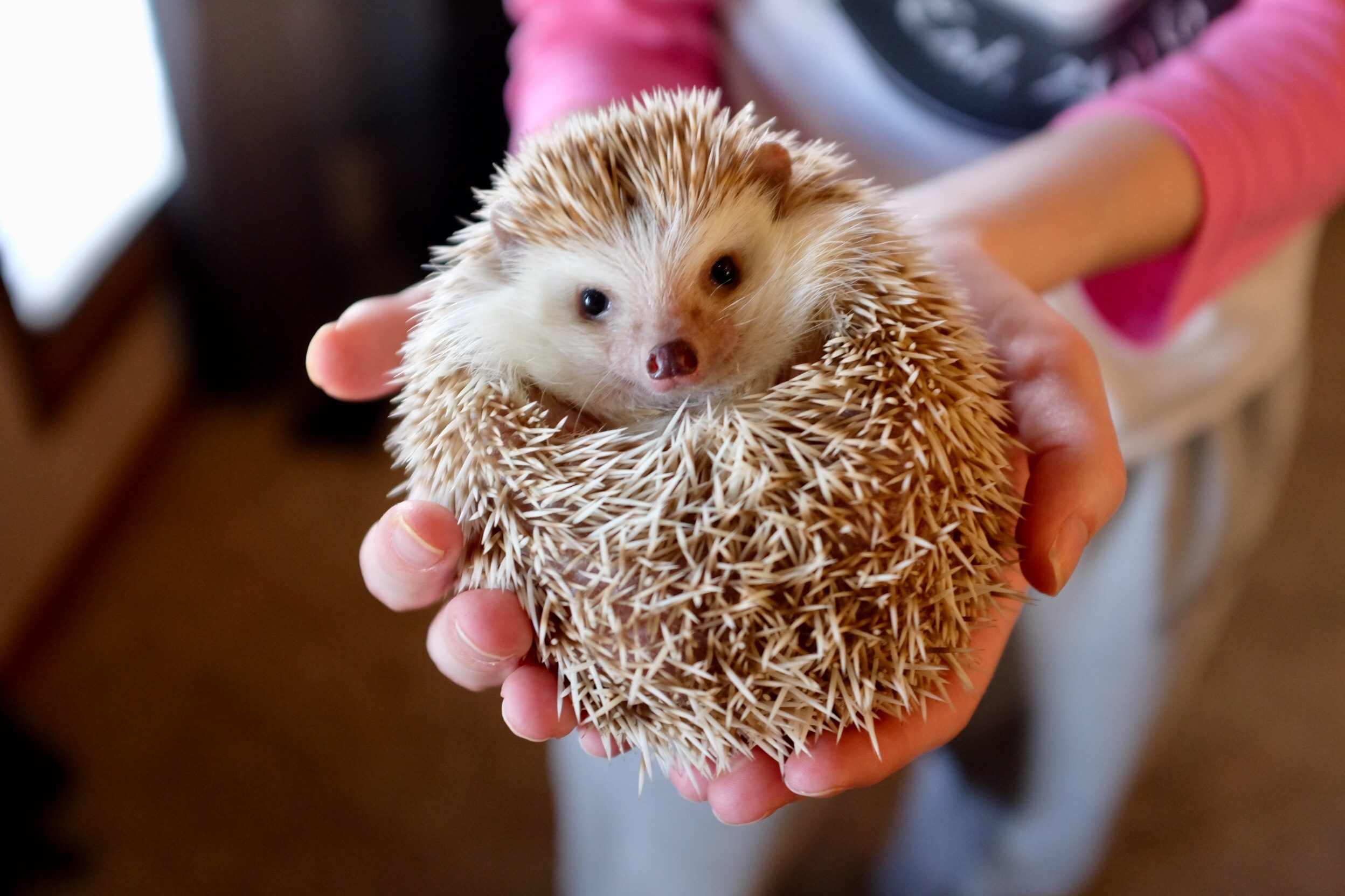 Hedgehog