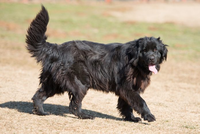 Newfoundland dog