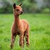 40 Cute Alpaca Photos That Will Make Your Day