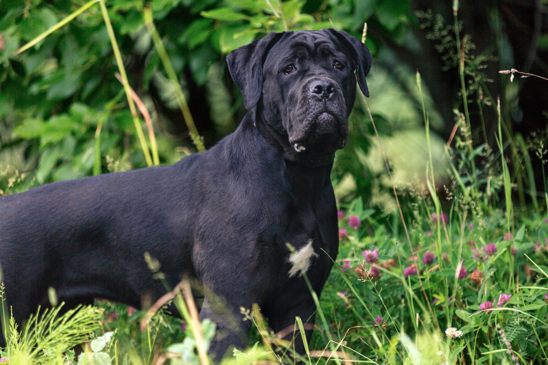 Cane corso dog outdoors