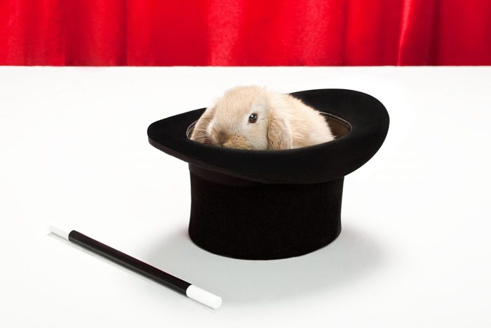 Rabbit in top hat with magic wand