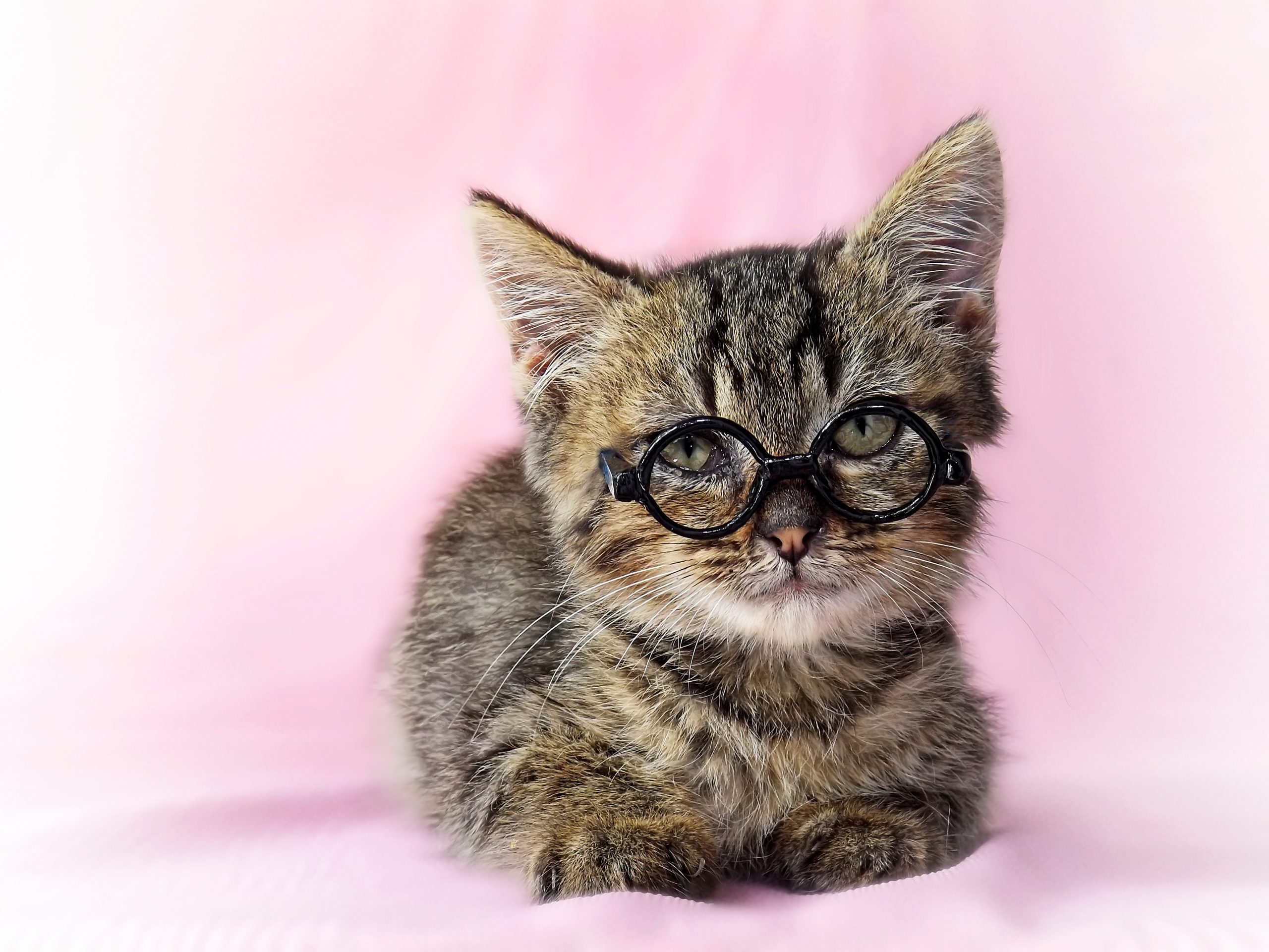 Portrait Of Kitten Wearing Eyeglasses While Sitting On Bed