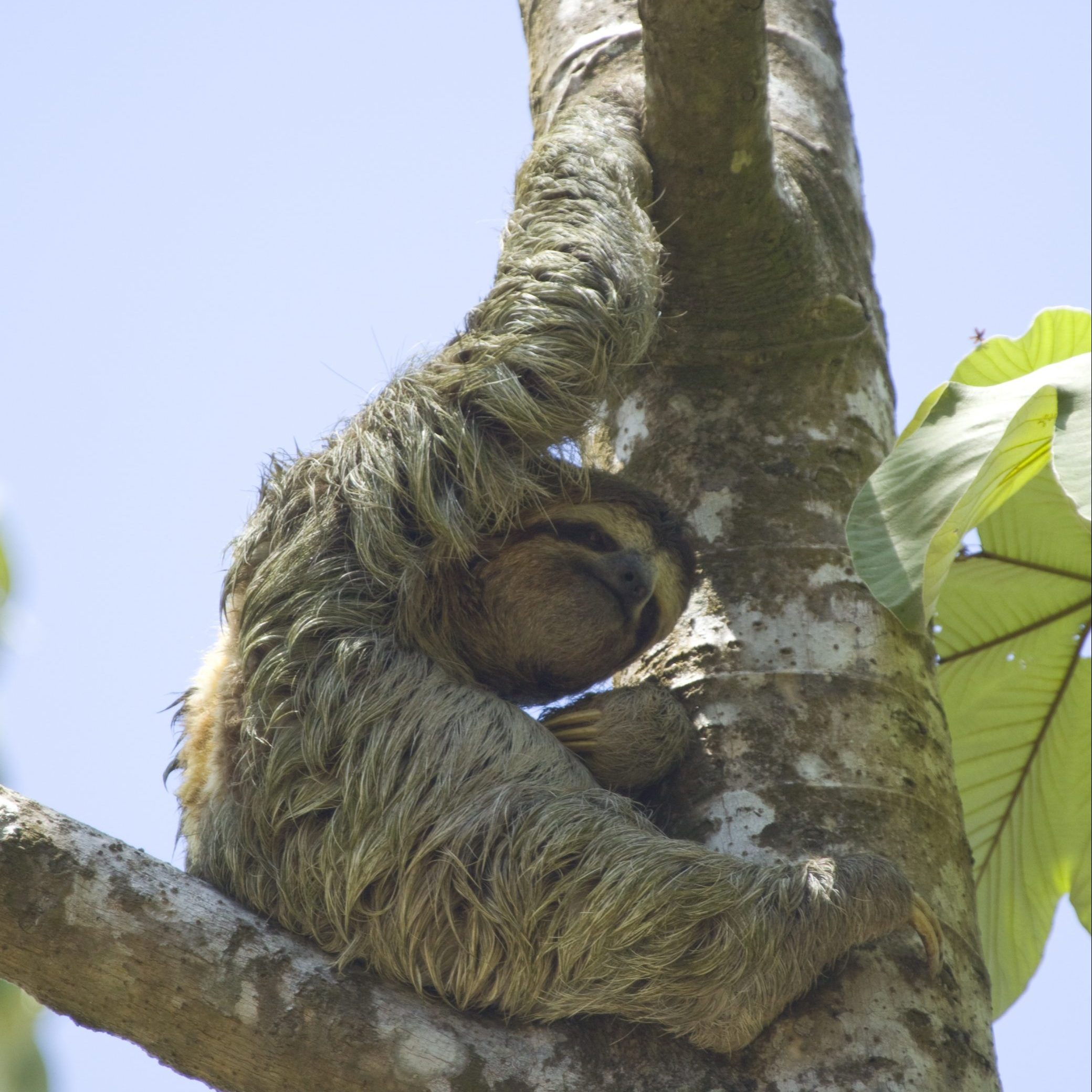 Nap Time